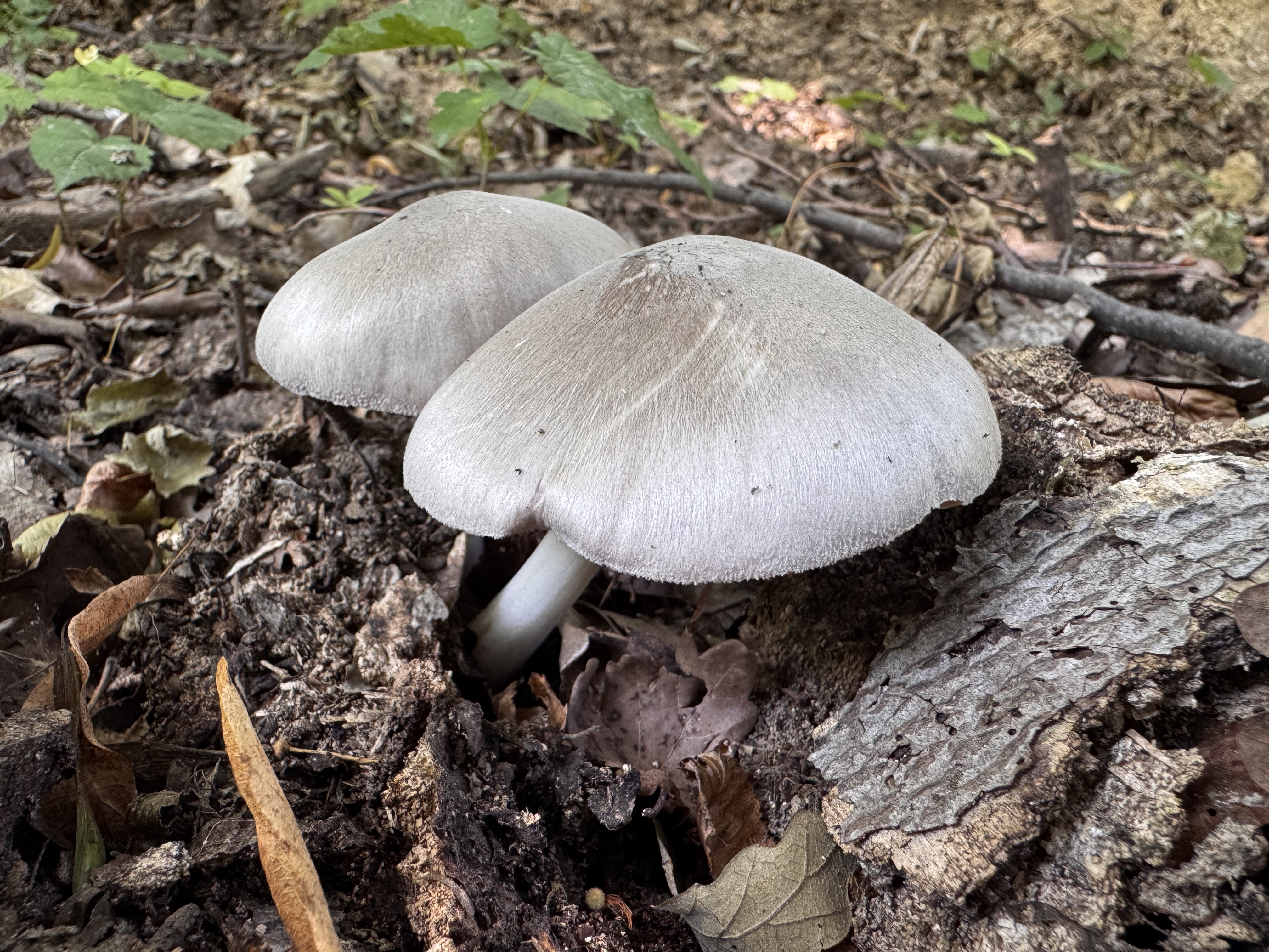 Barna csengettyűgomba