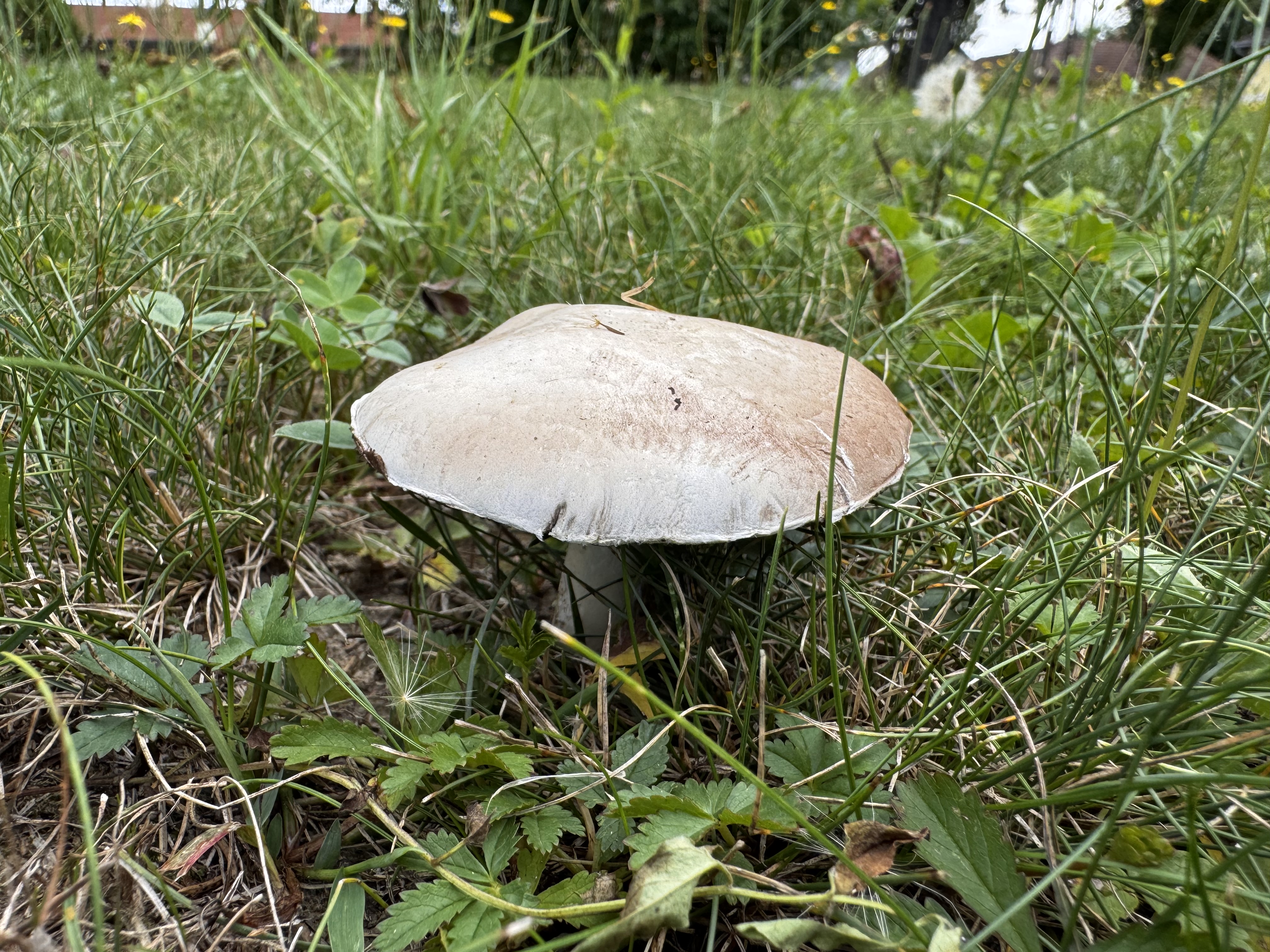 Mezei csiperke
