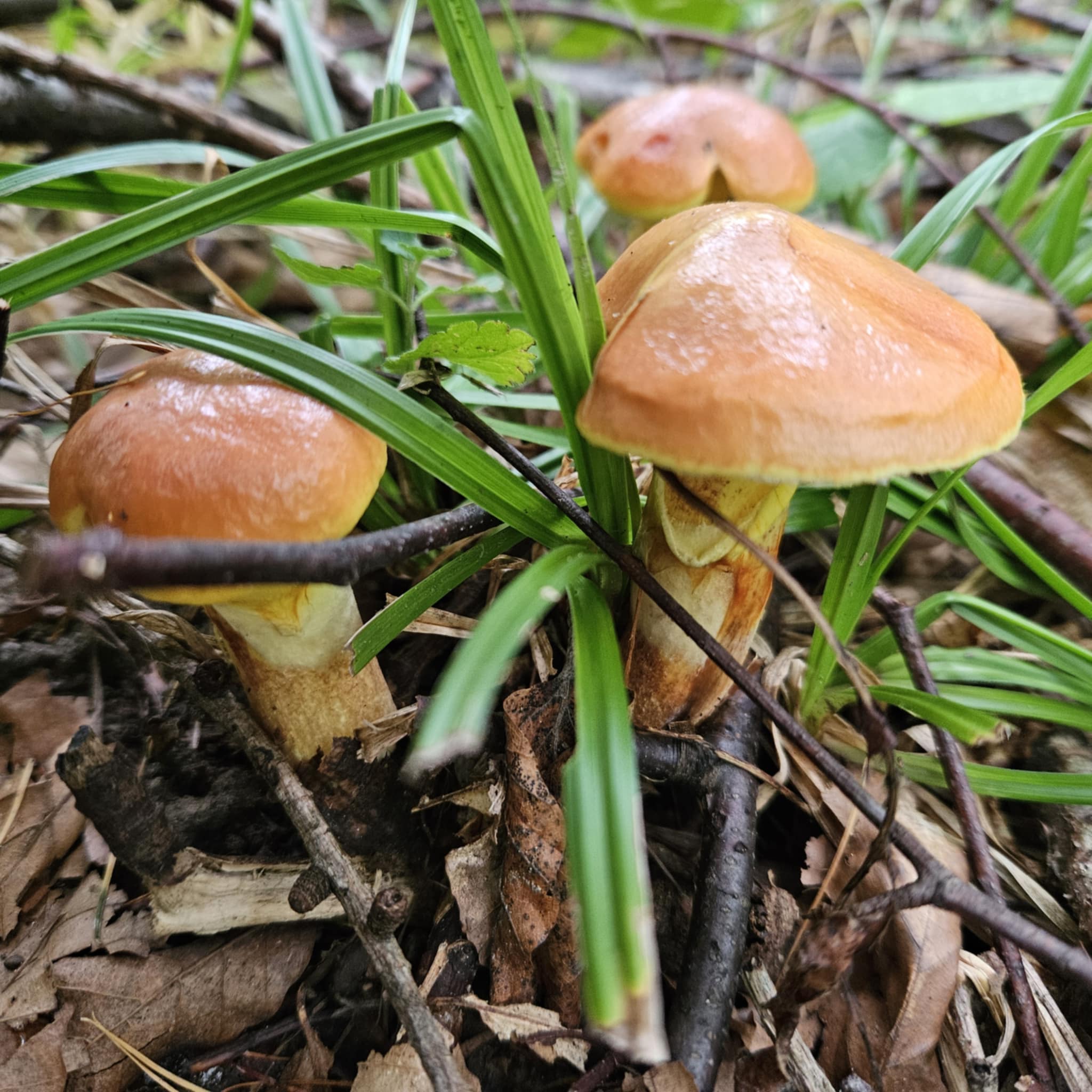 Sárga gyűrűstinóru