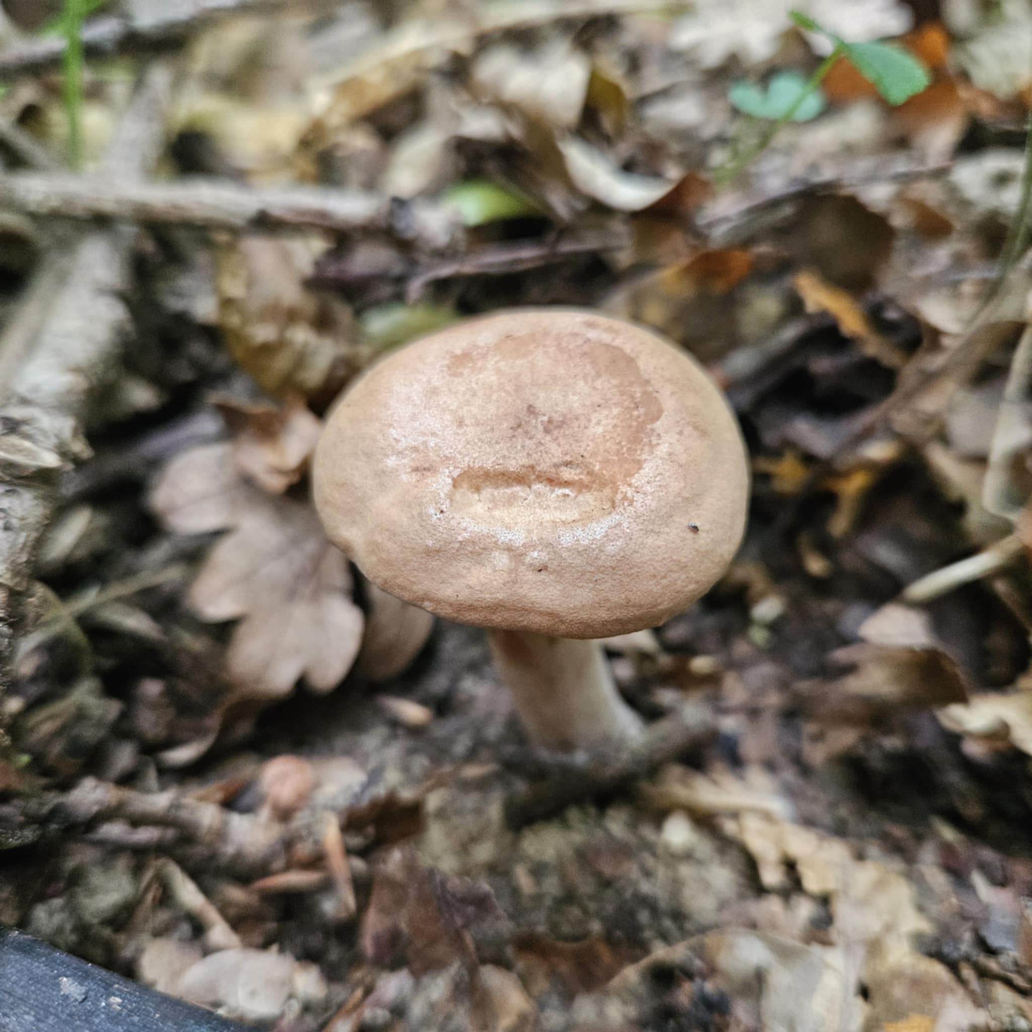 Sötét tejelőgomba