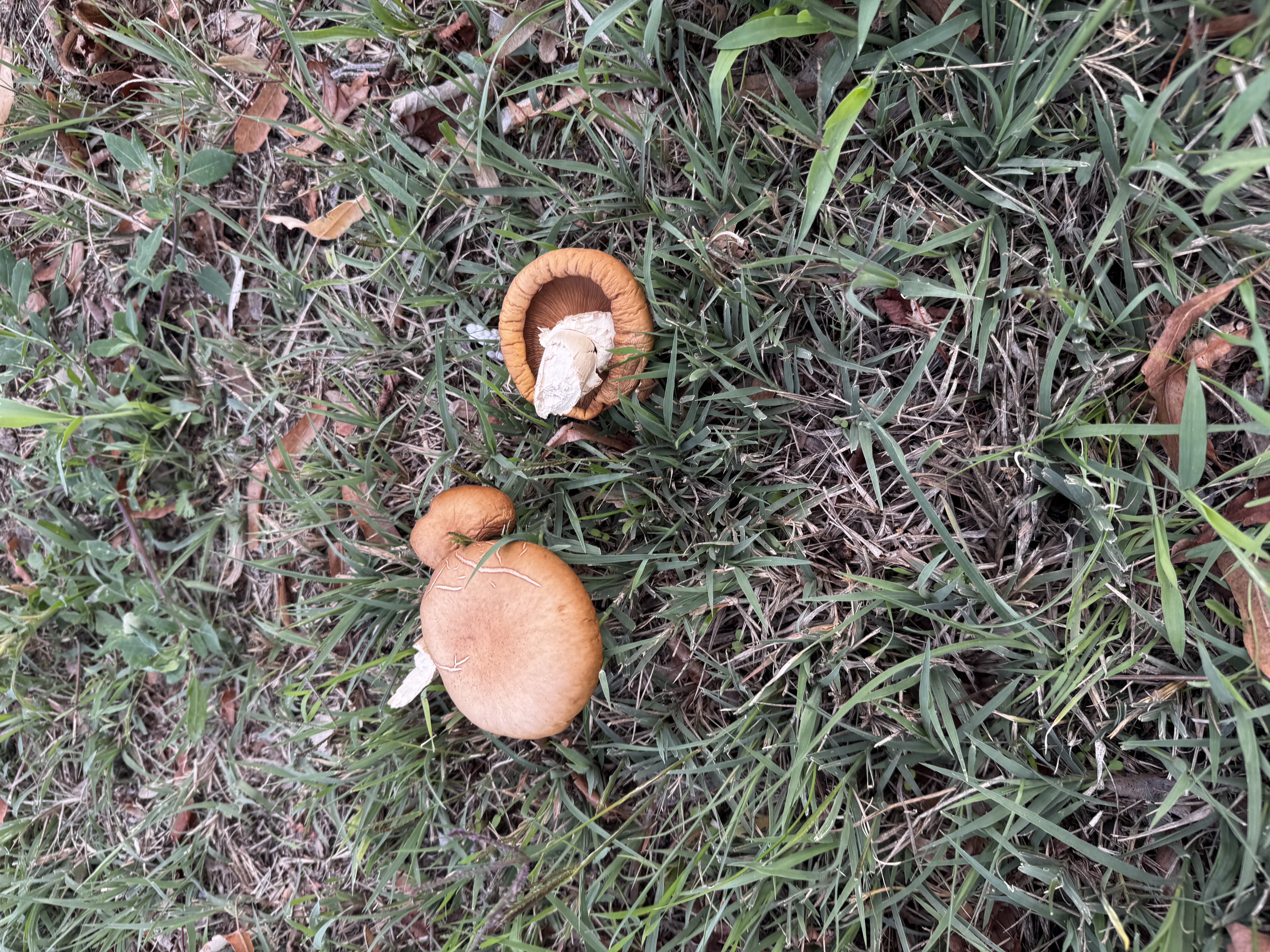 Déli tőkegomba