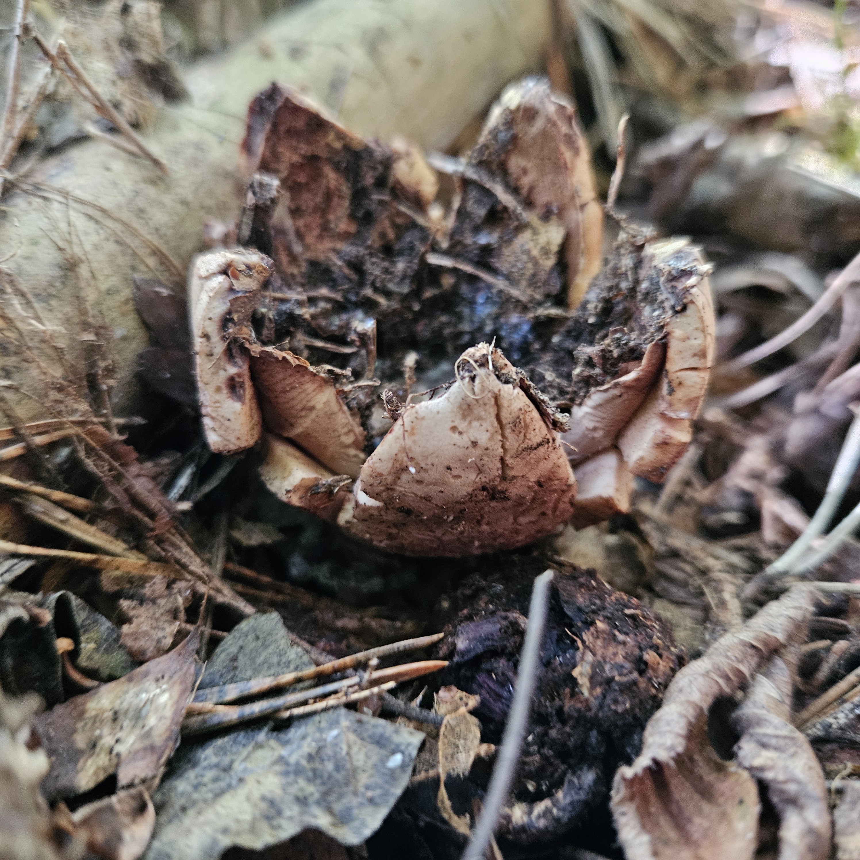 Közönséges csillaggomba