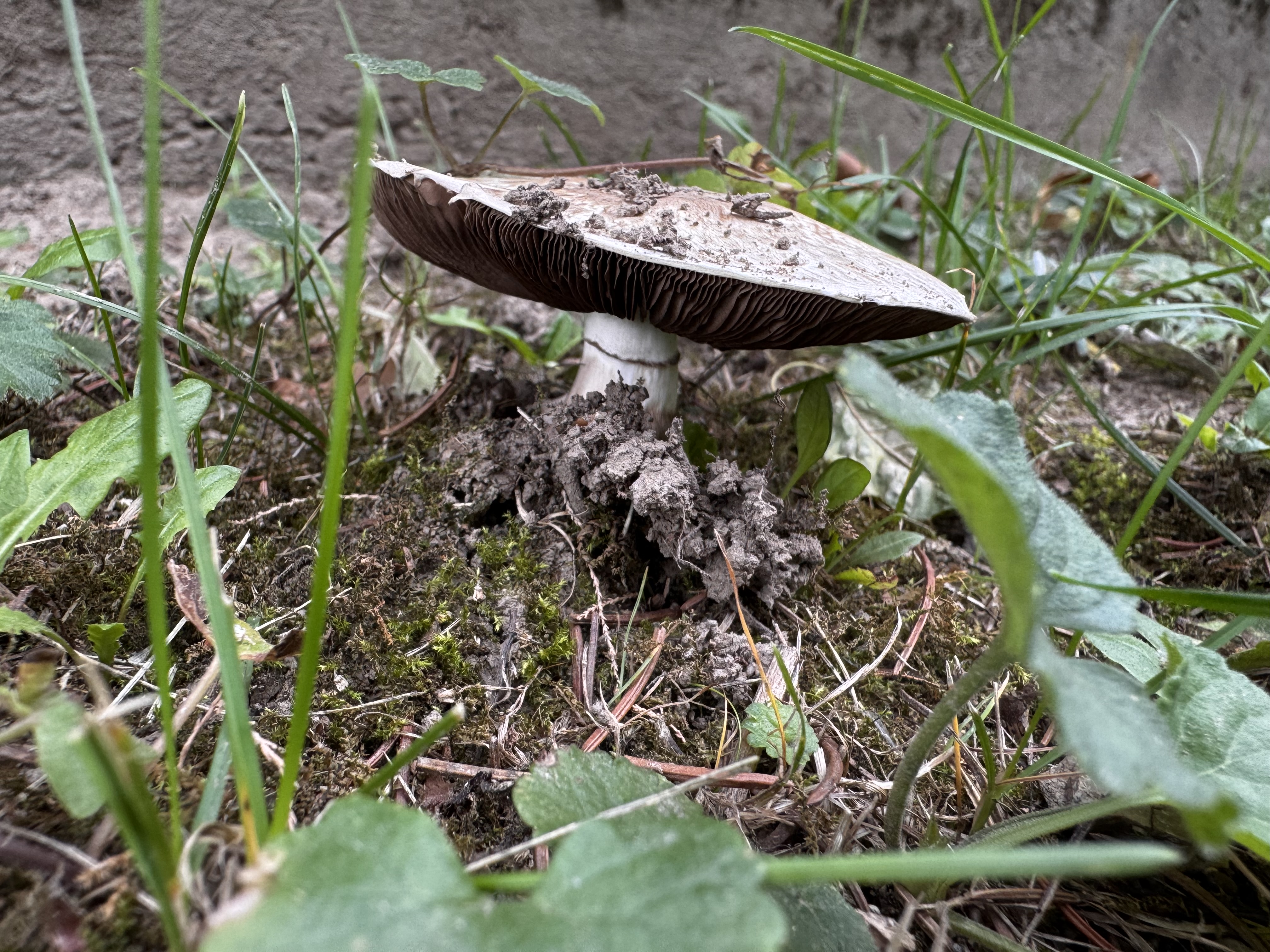 Tintaszagú csiperke