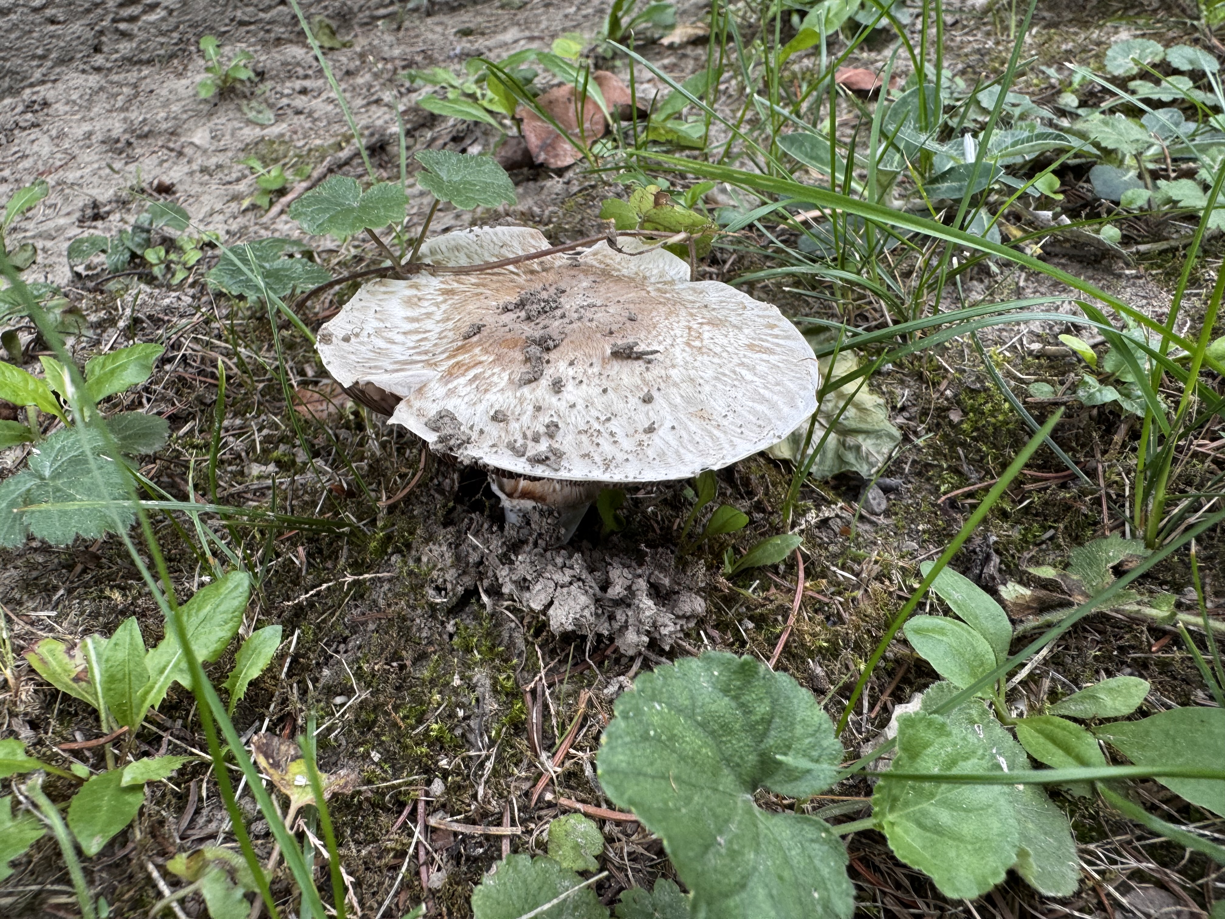Tintaszagú csiperke