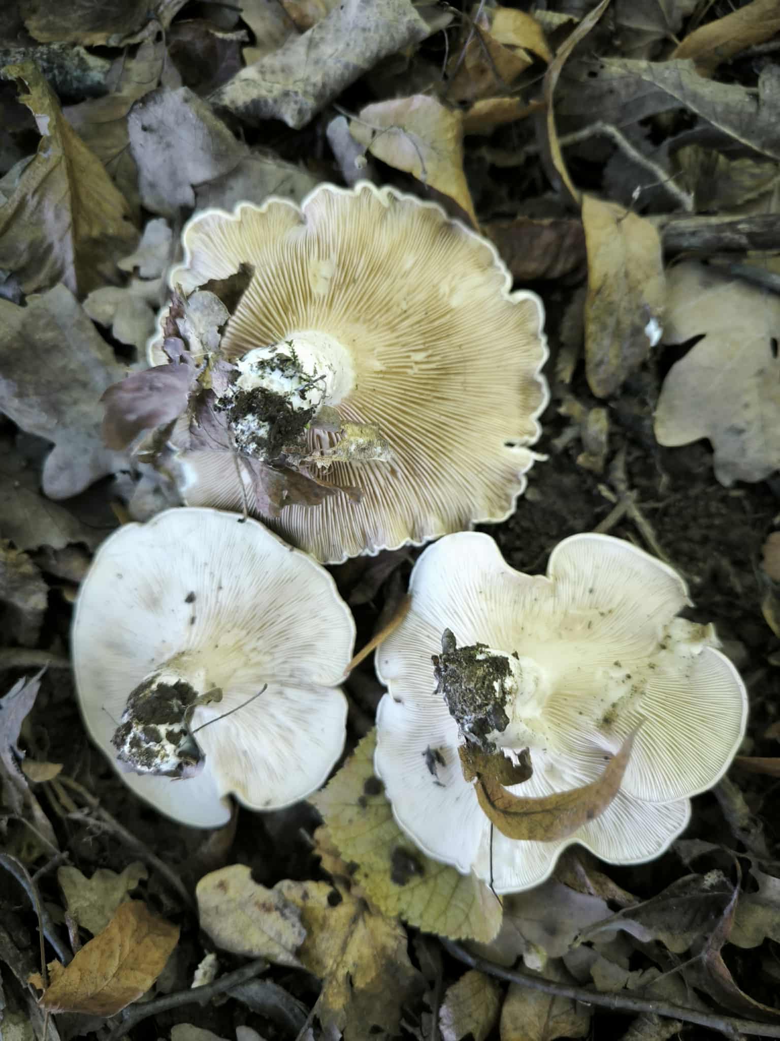 Kajsza lisztgomba