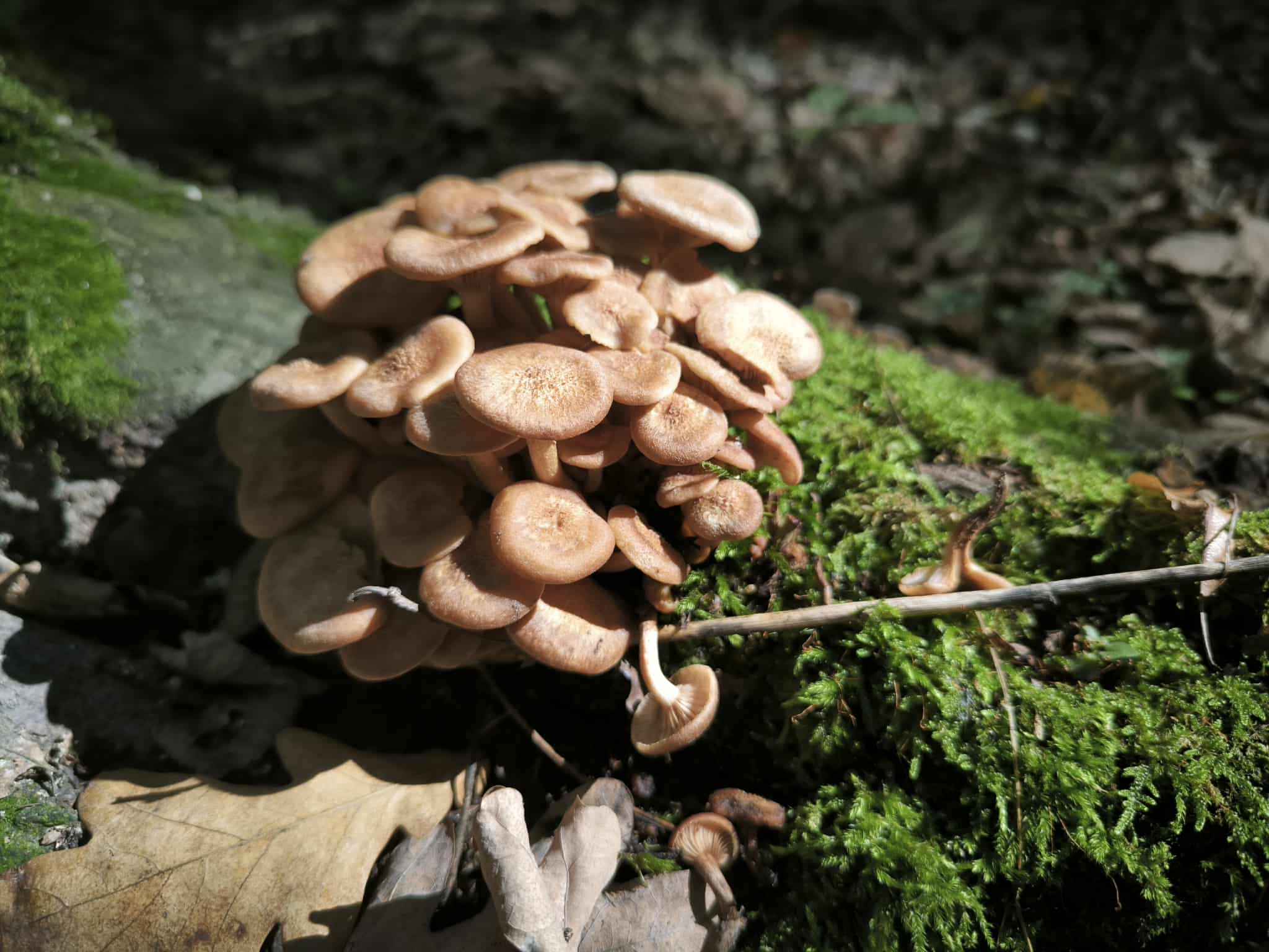 Csoportos tuskógomba