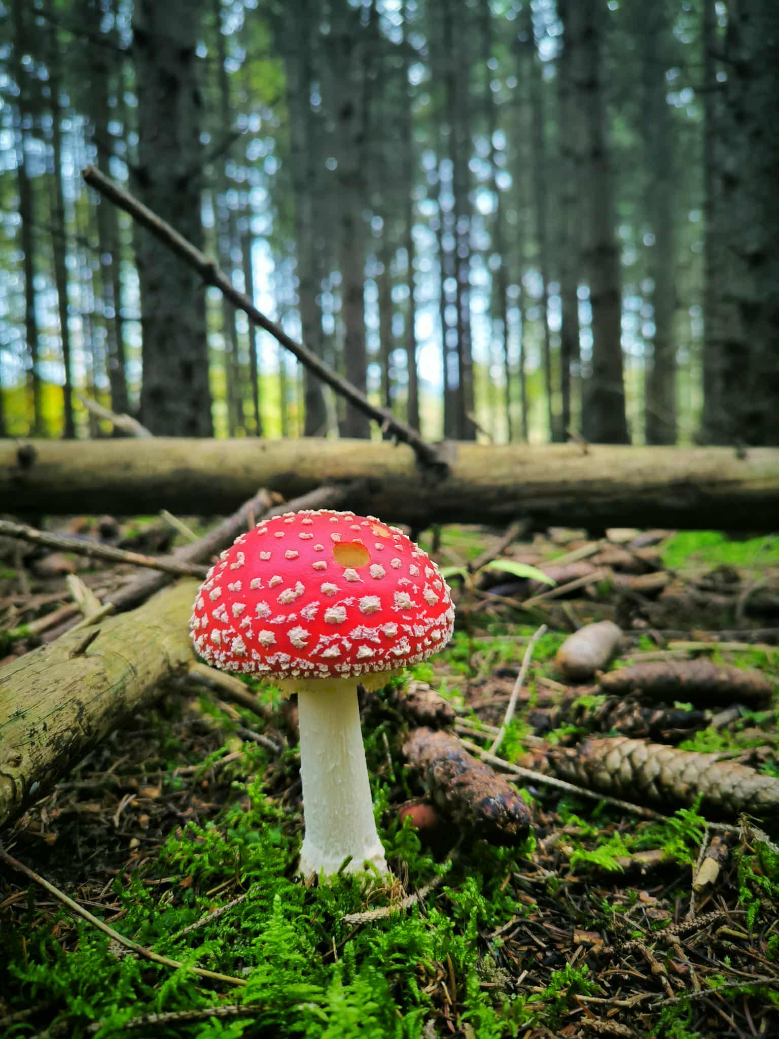 Légyölő galóca