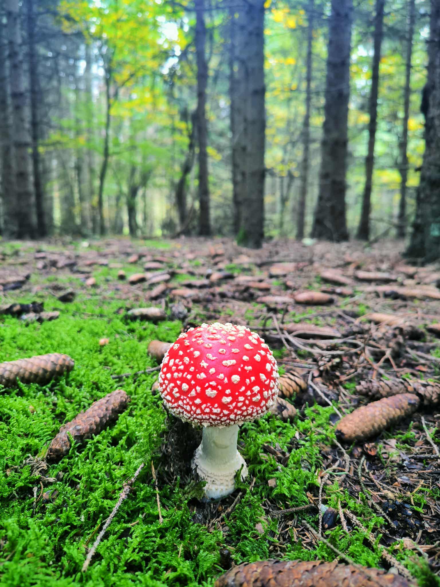 Légyölő galóca