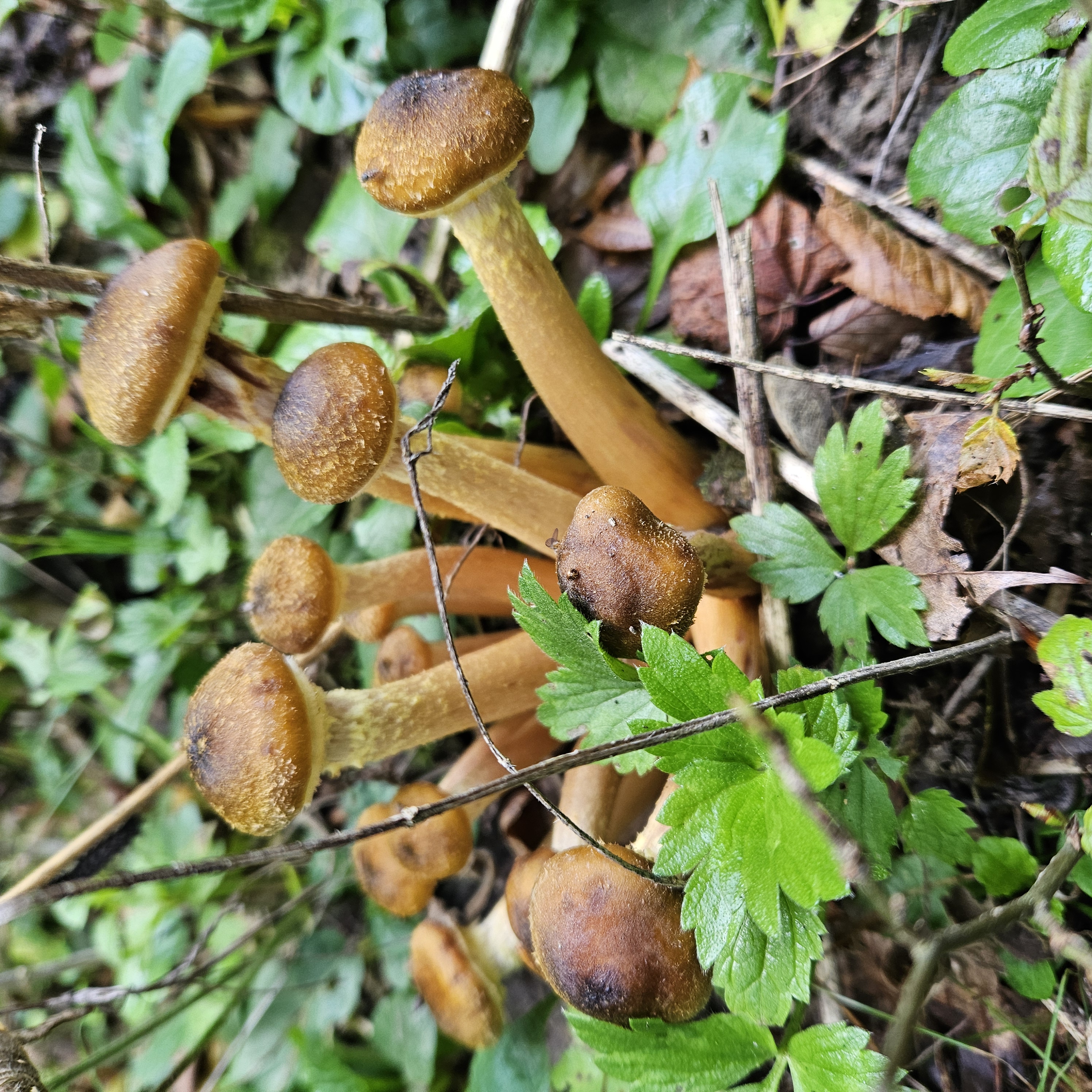 Gyűrűs tuskógomba