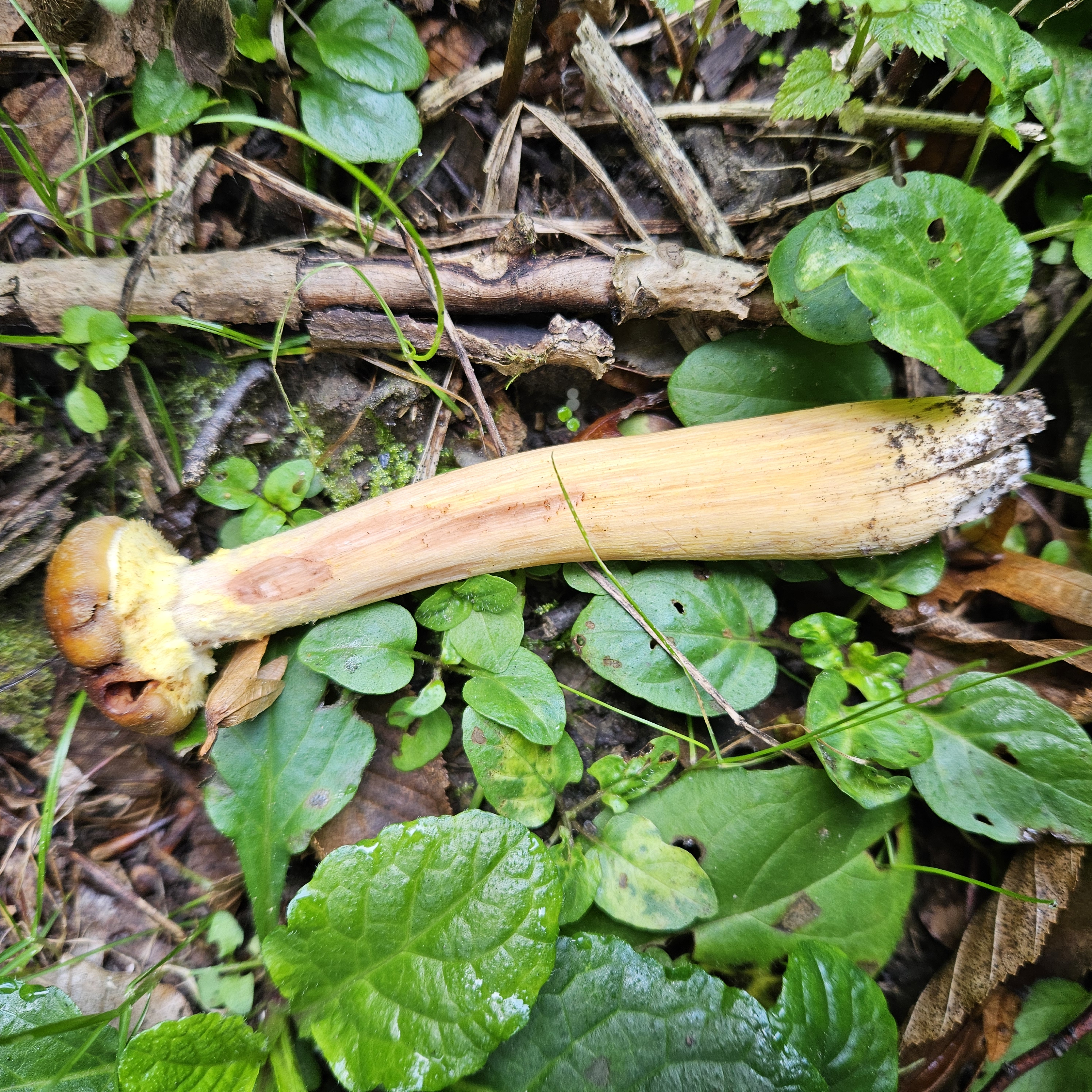 Gyűrűs tuskógomba
