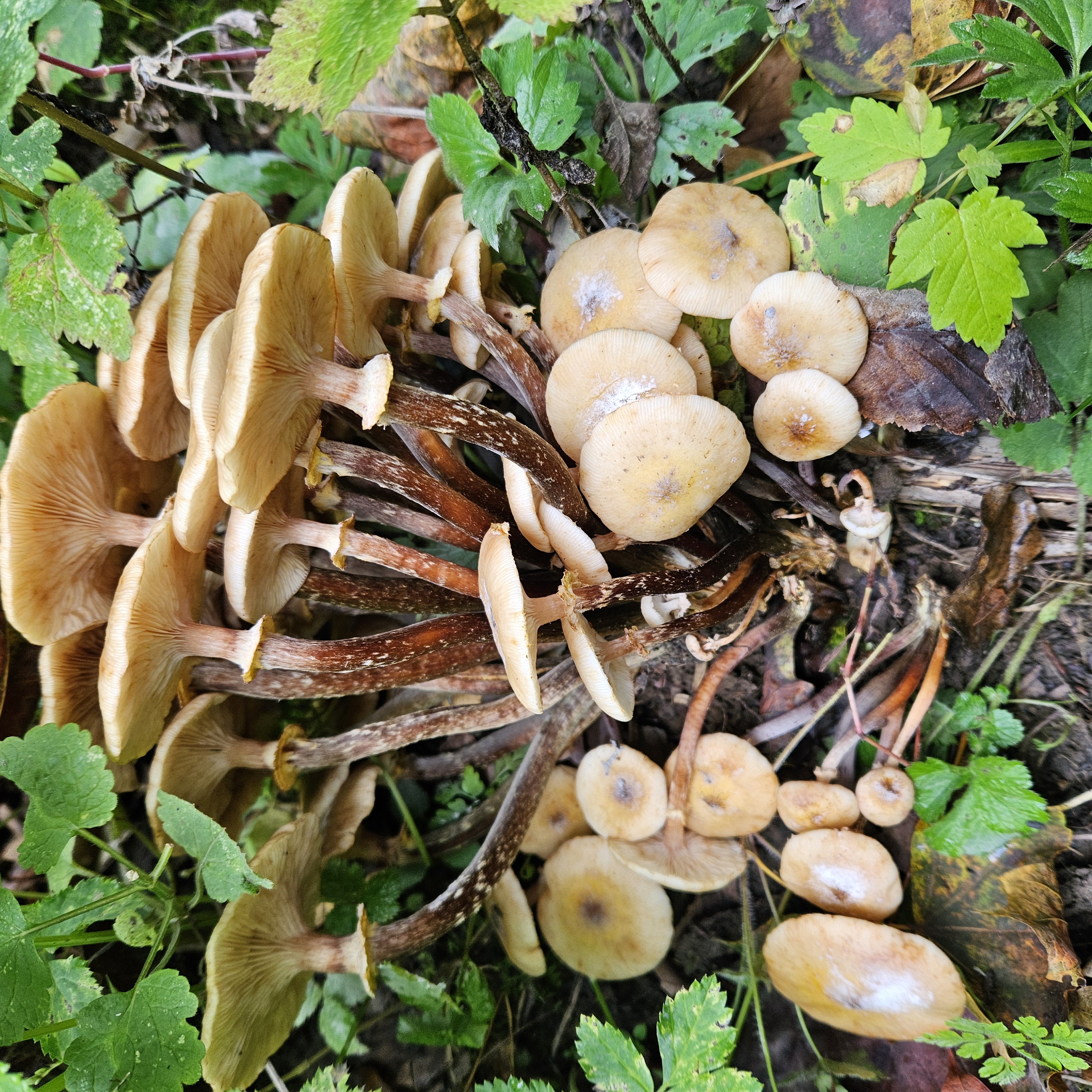 Gyűrűs tuskógomba