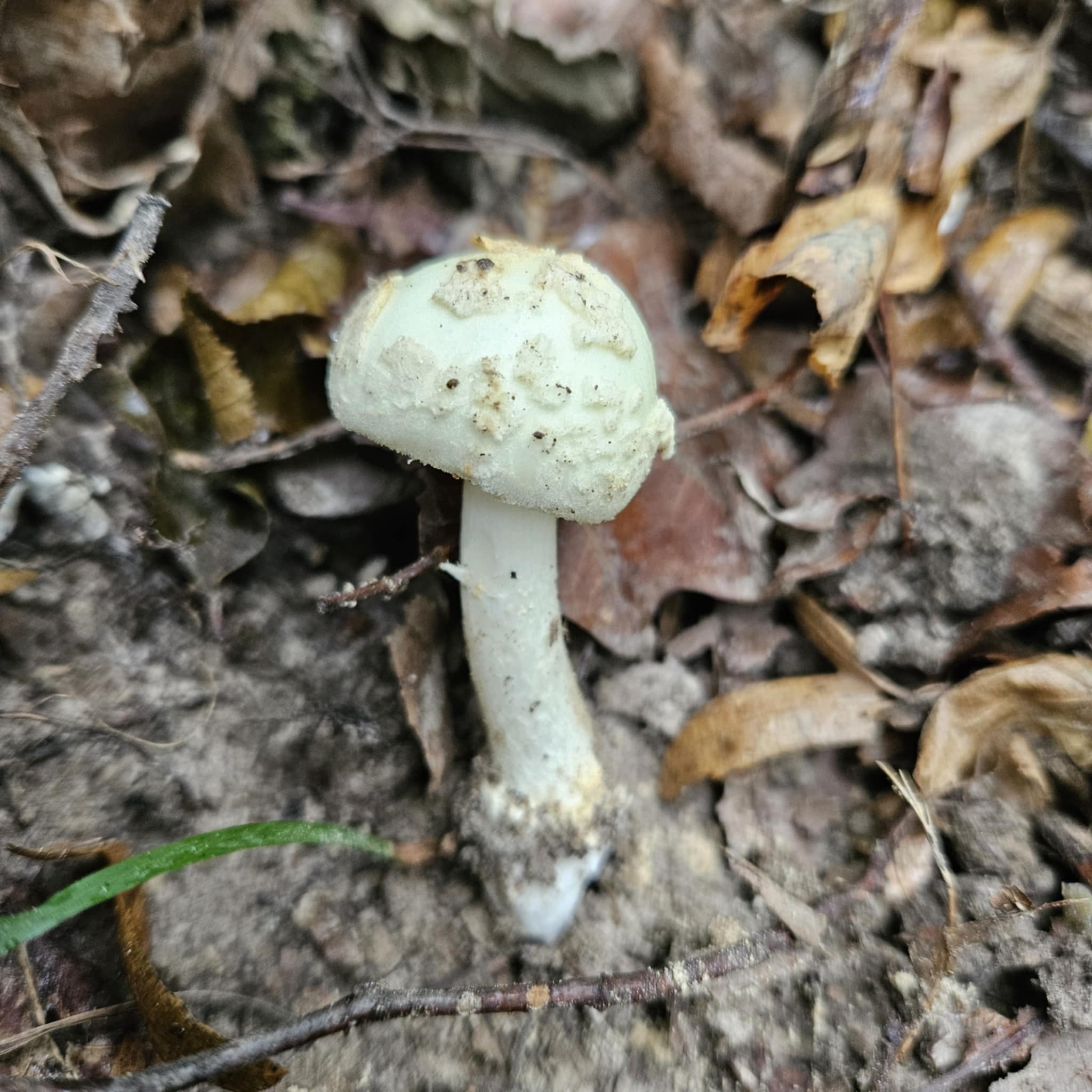 Citromgalóca