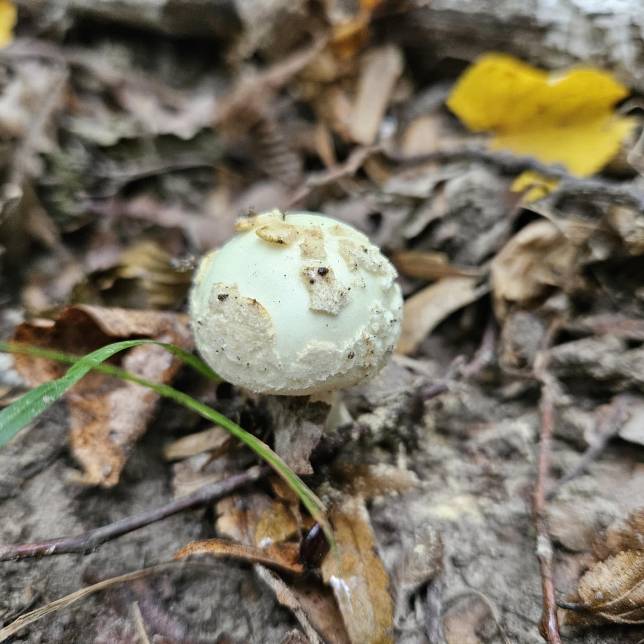 Citromgalóca
