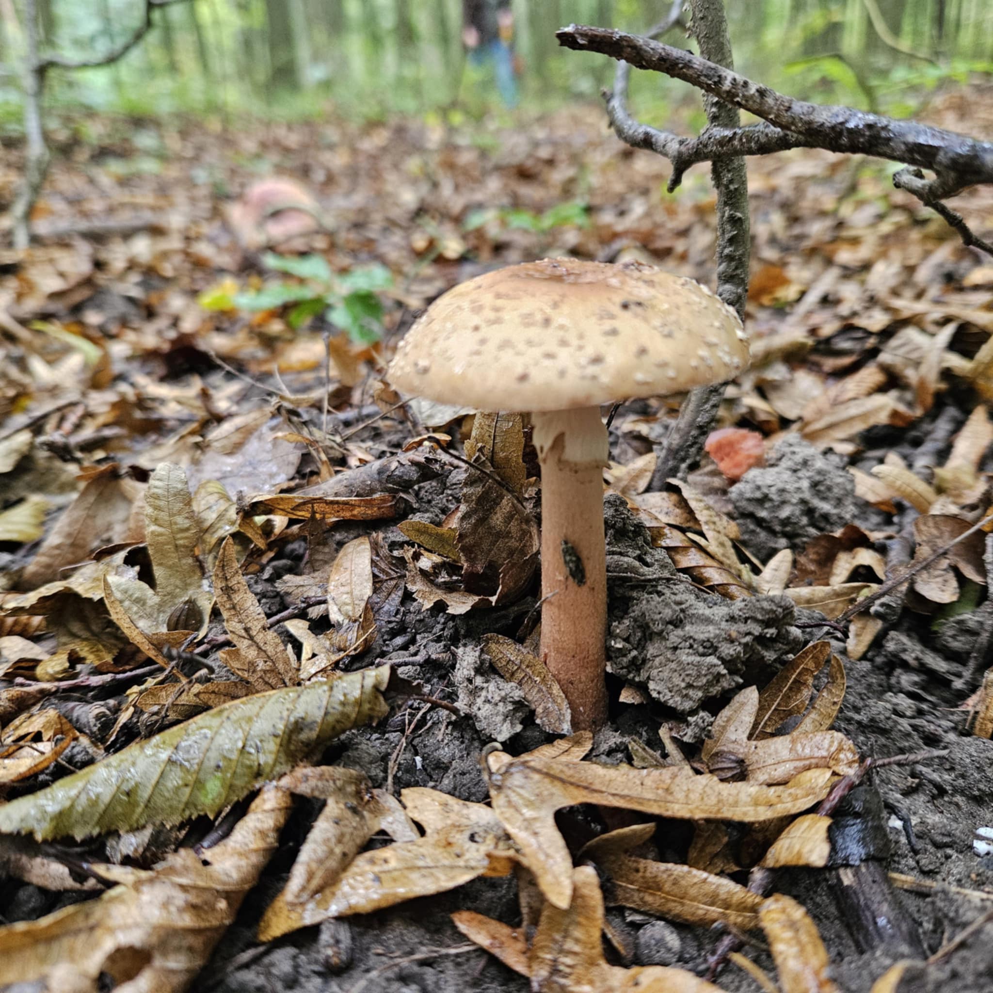 Piruló galóca