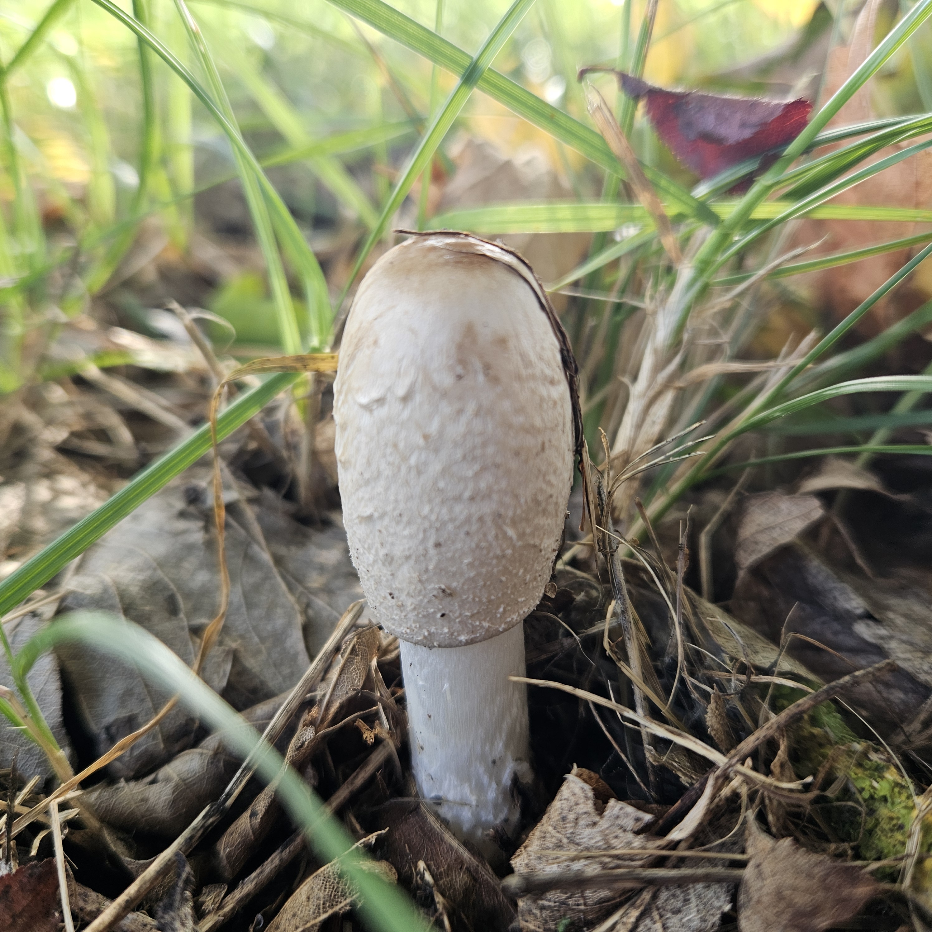 Gyapjas tintagomba