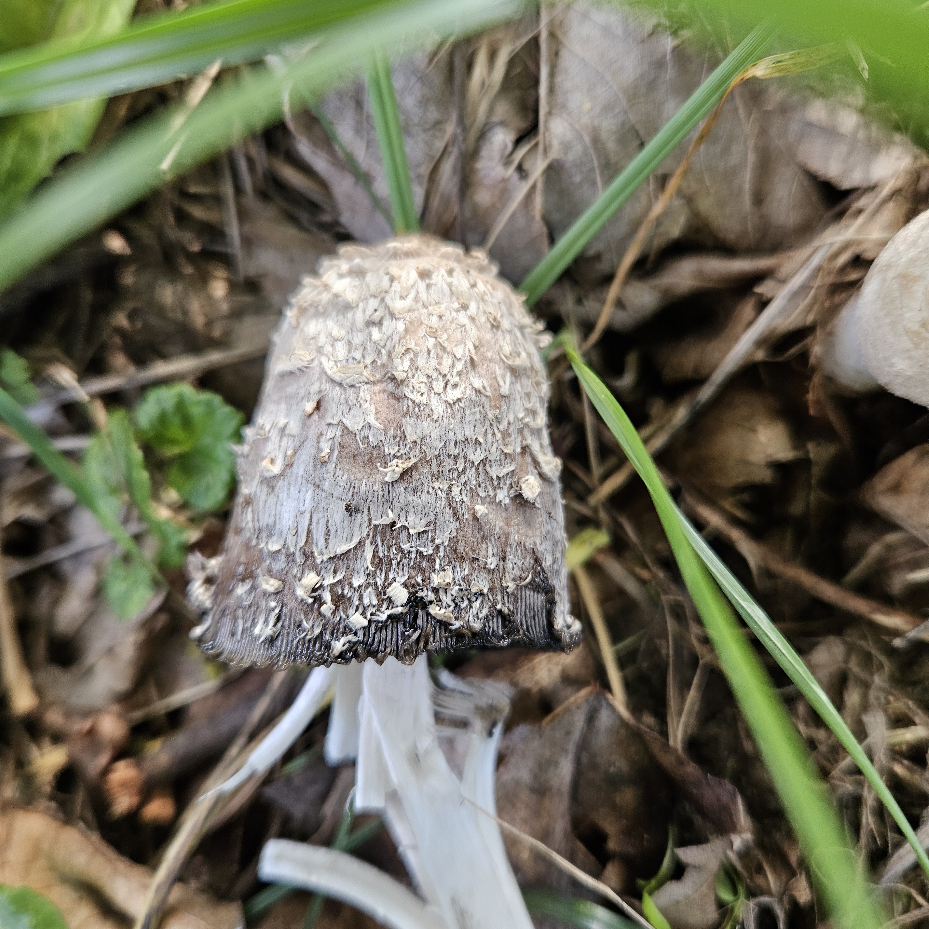Gyapjas tintagomba