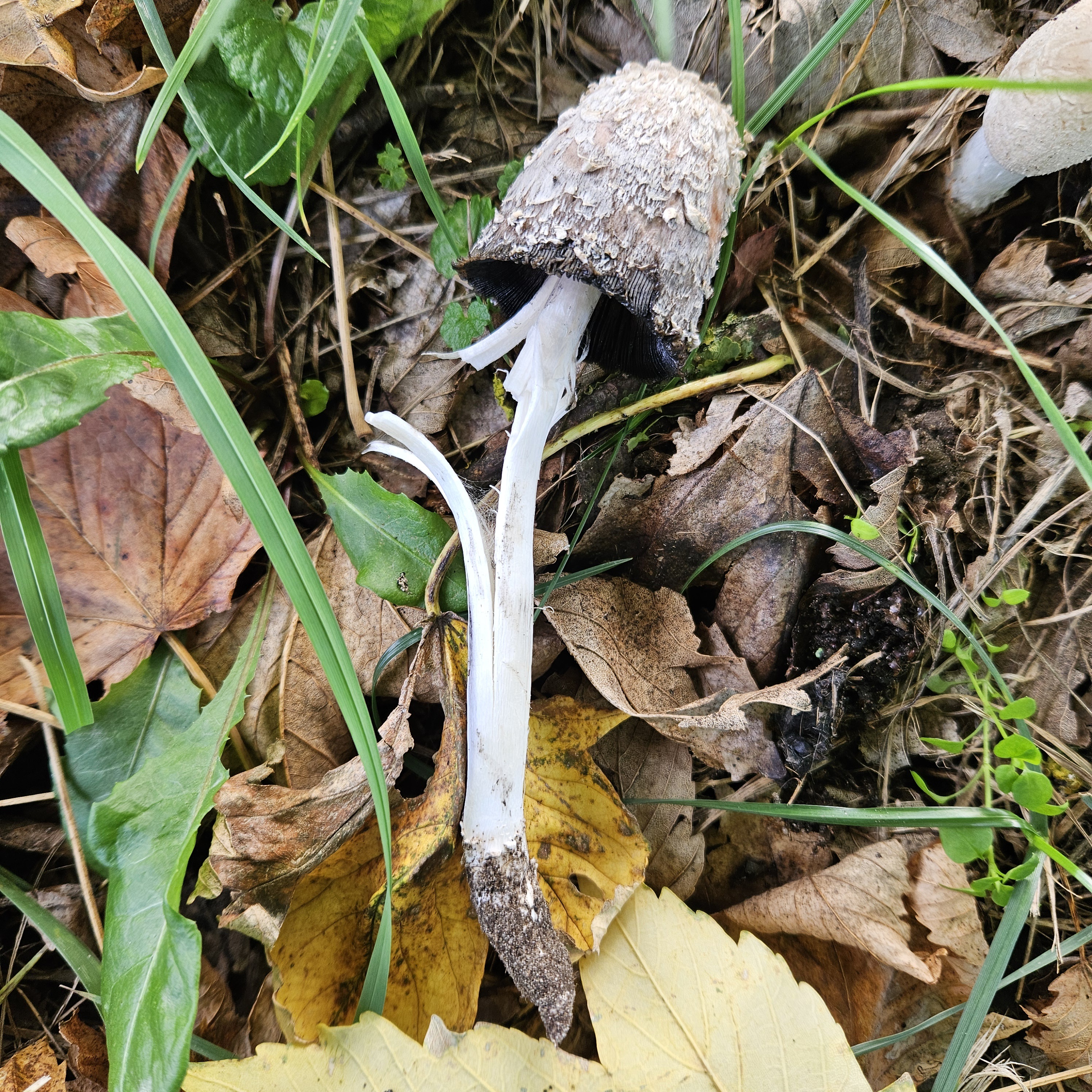Gyapjas tintagomba