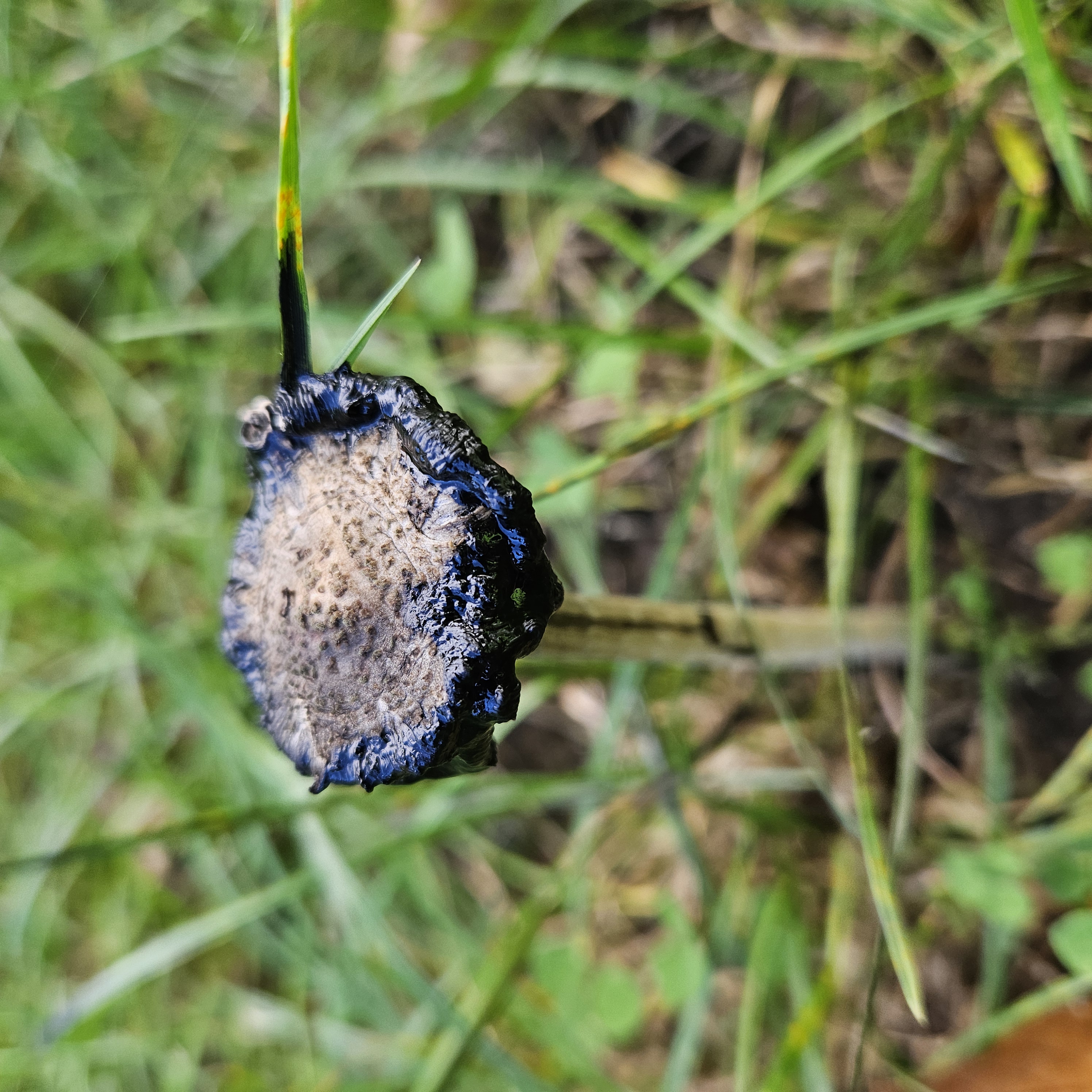 Gyapjas tintagomba