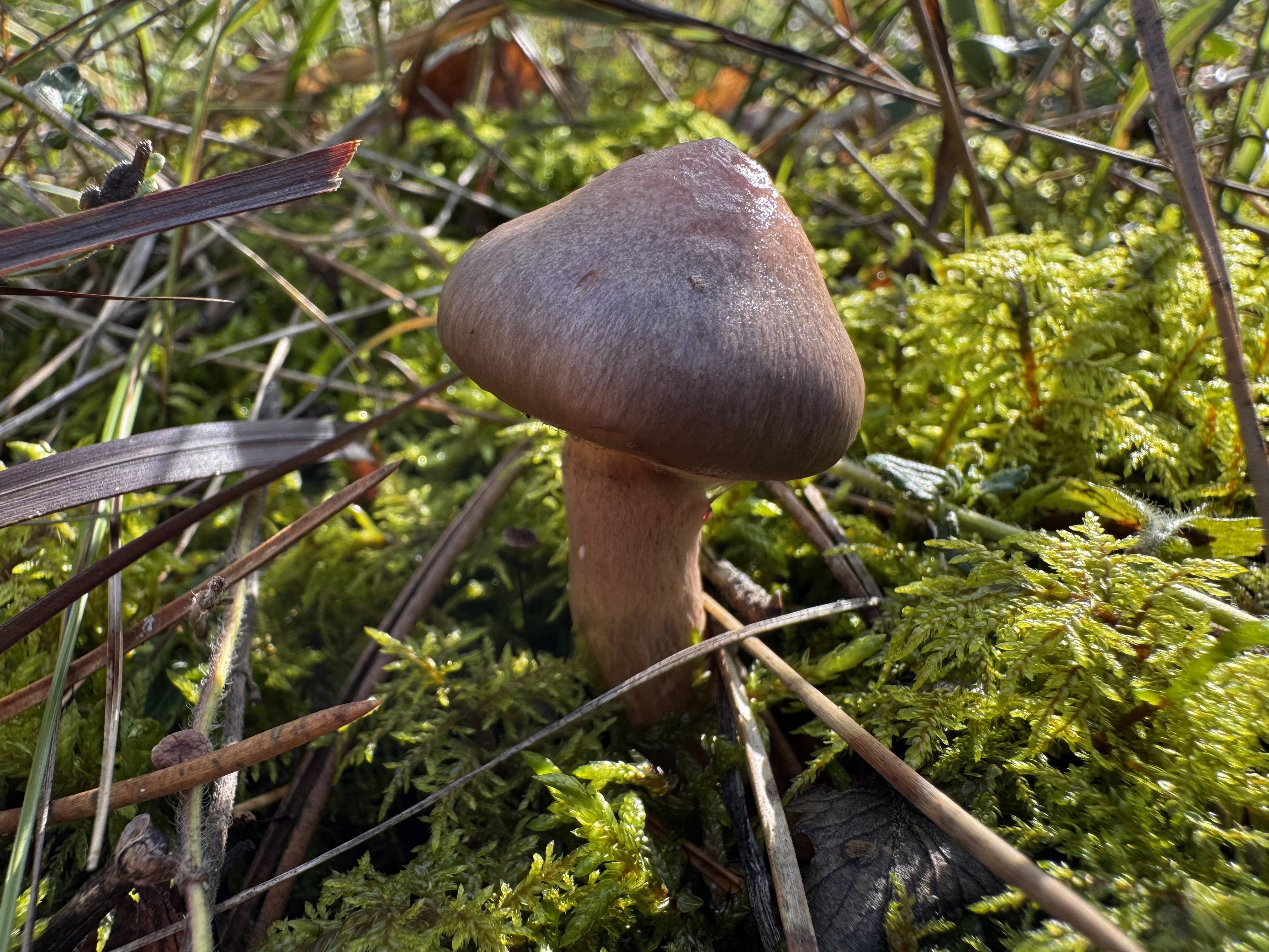 Vöröses nyálkásgomba