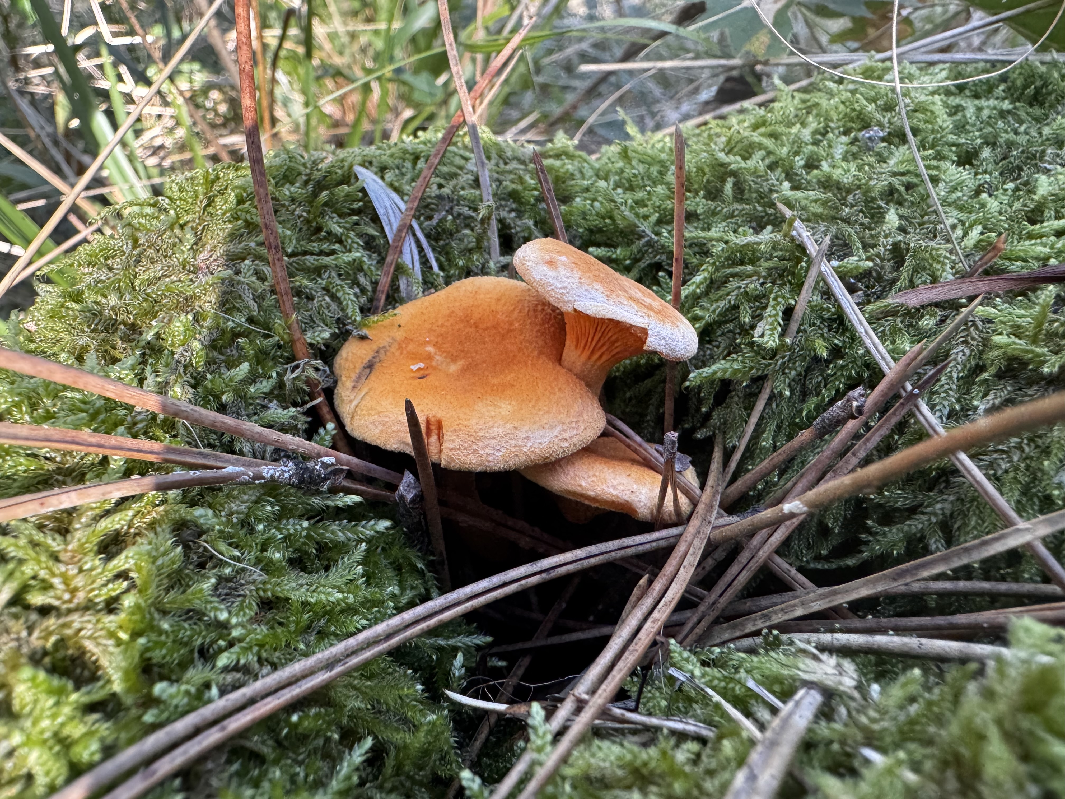Narancsvörös álrókagomba