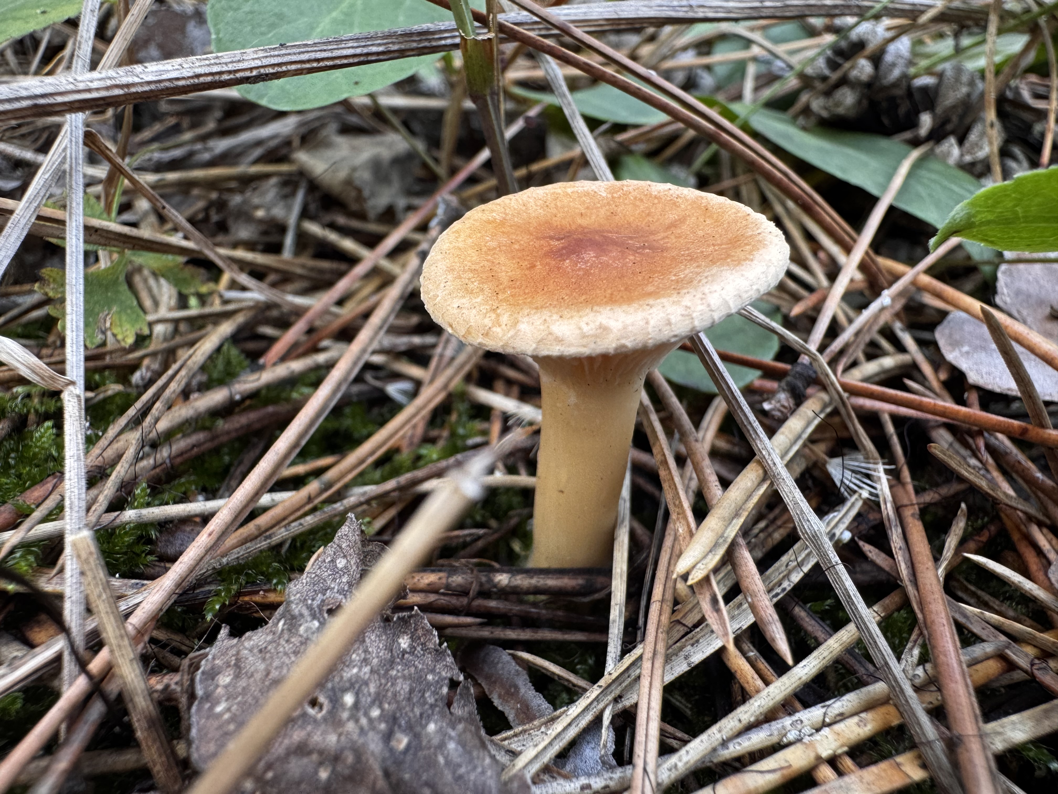 Sereges tölcsérgomba