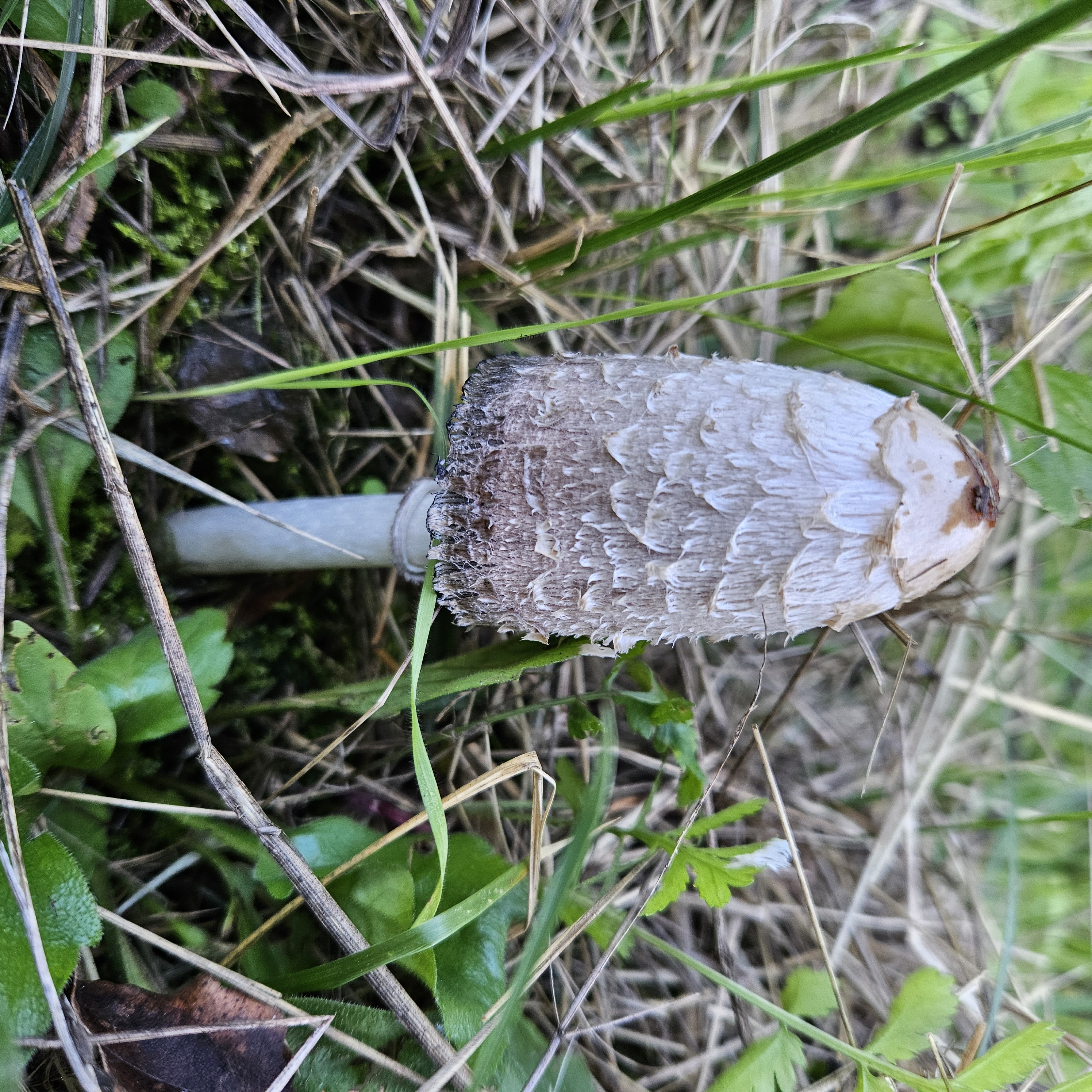 Gyapjas tintagomba