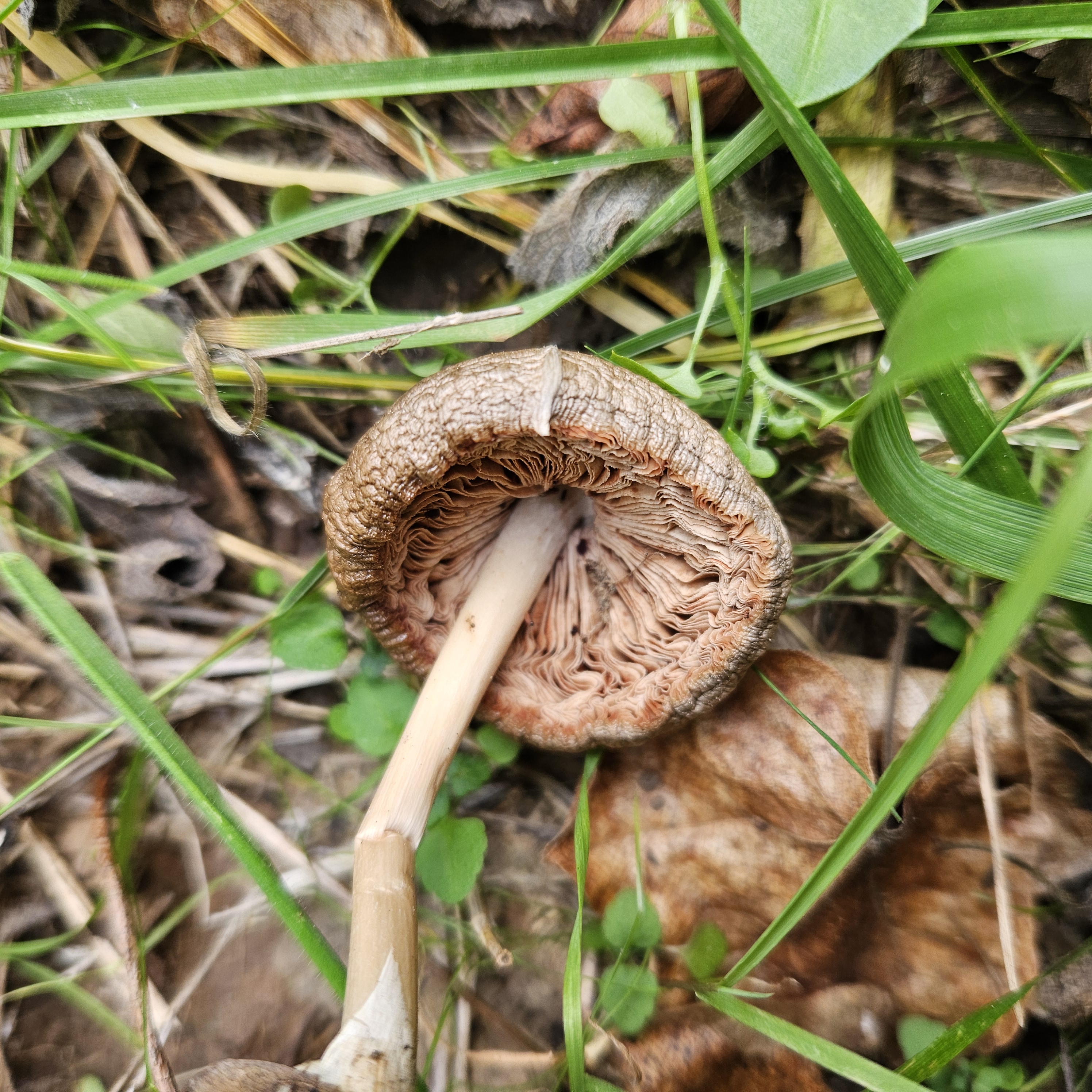 Ragadós bocskorosgomba