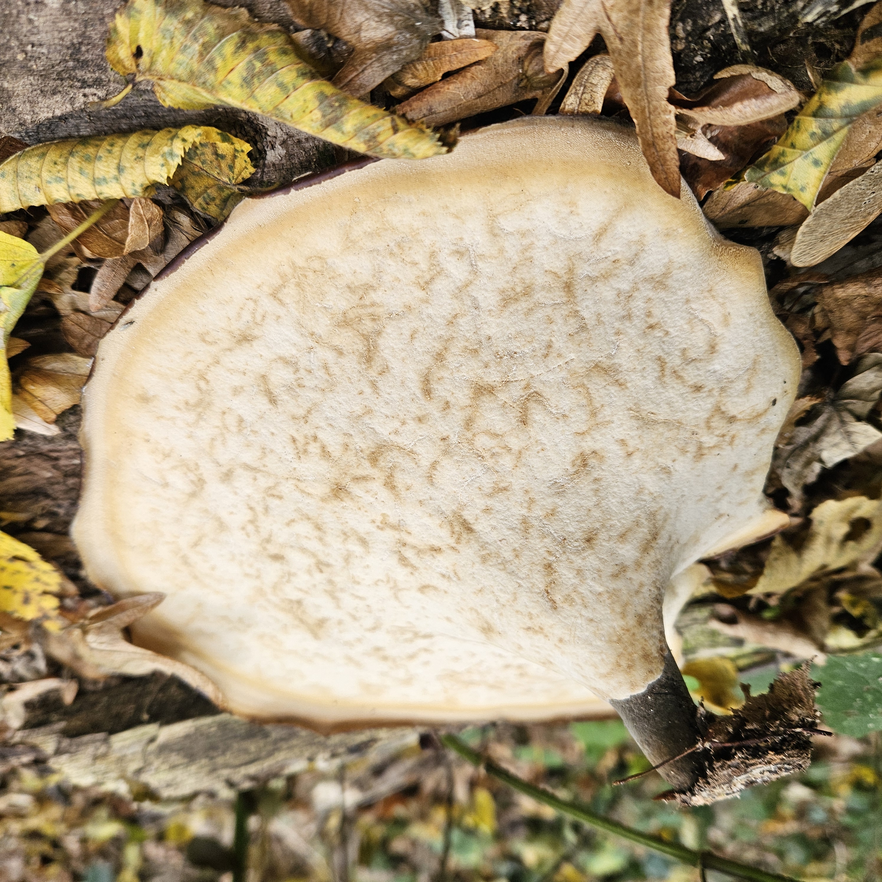 Fényes likacsosgomba