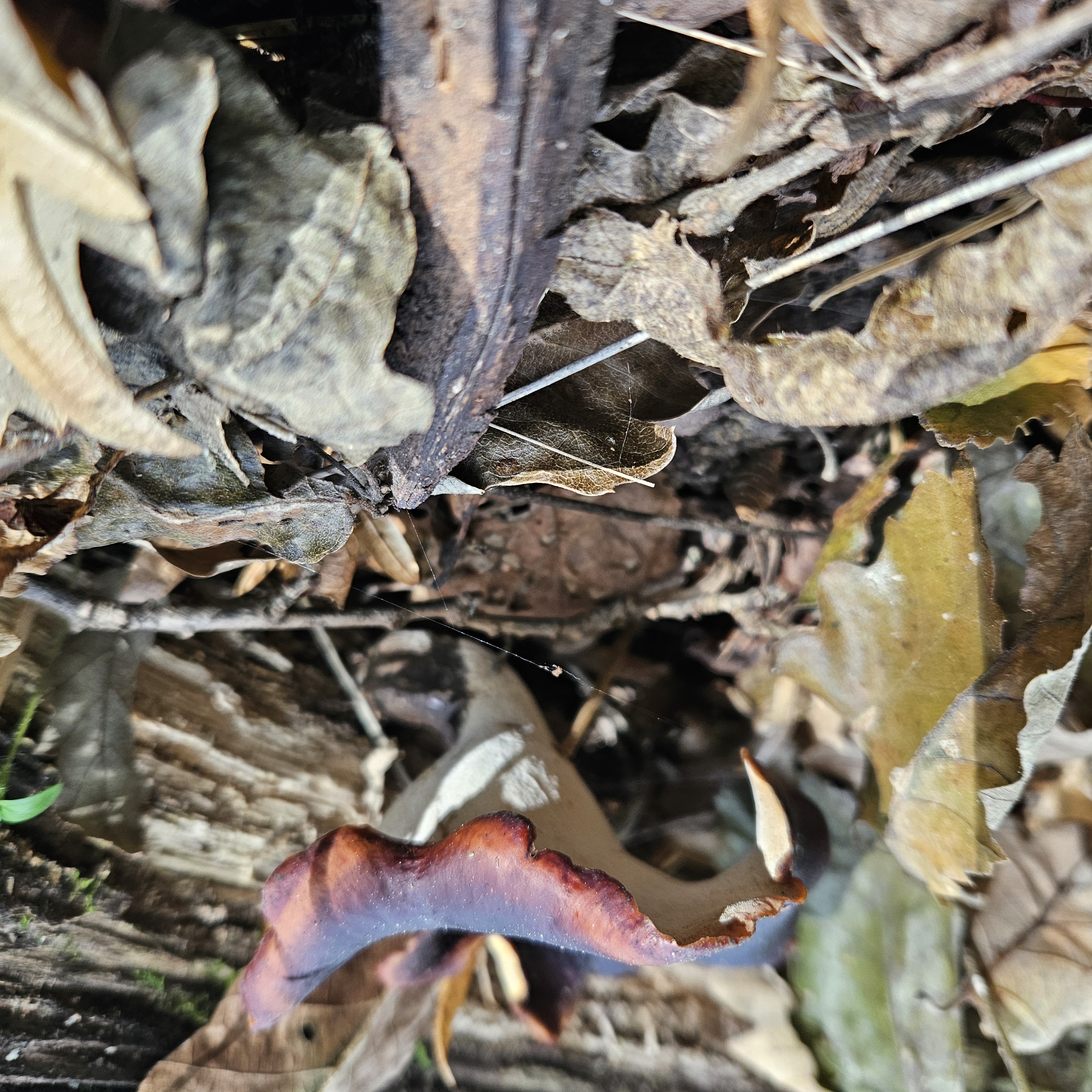 Fényes likacsosgomba