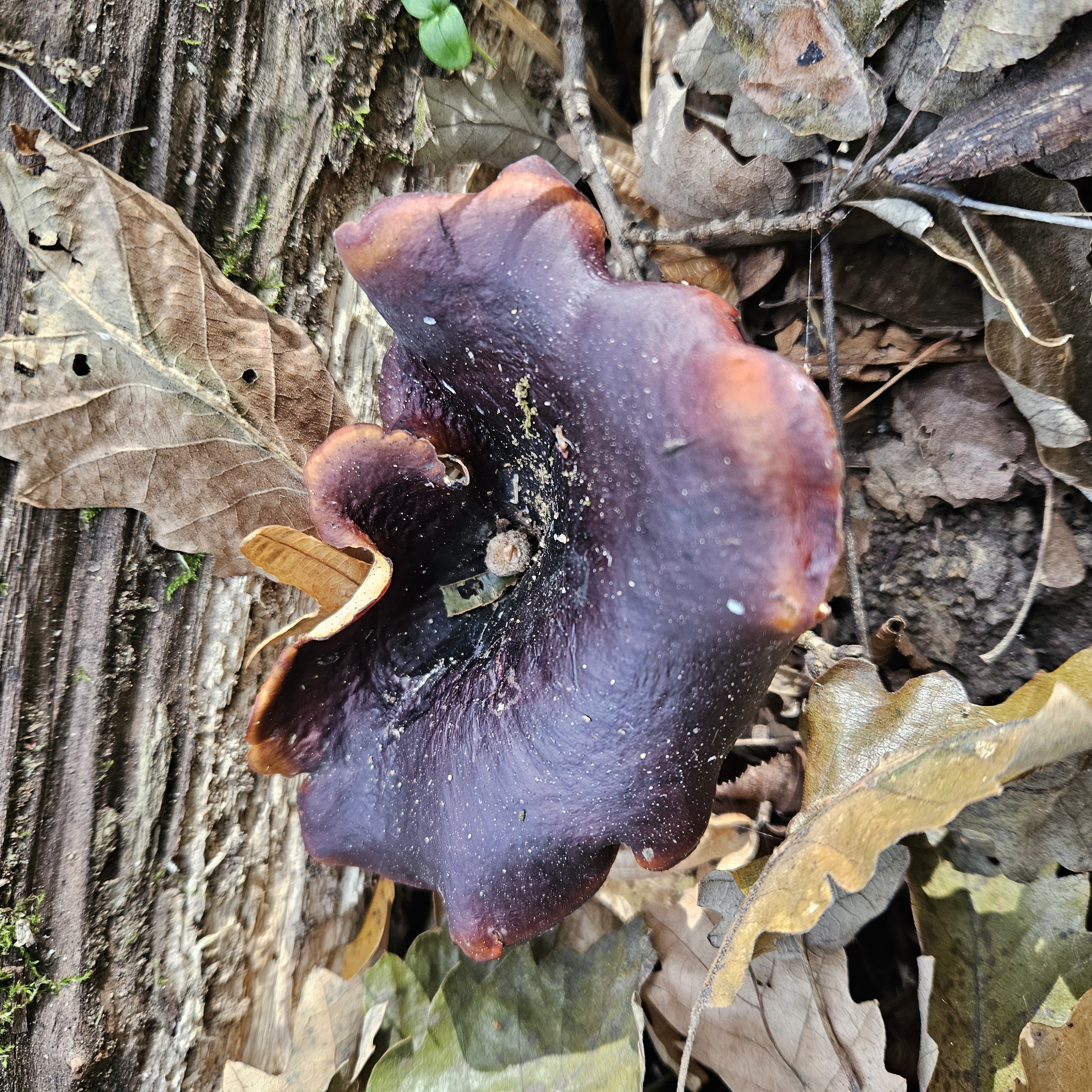Fényes likacsosgomba