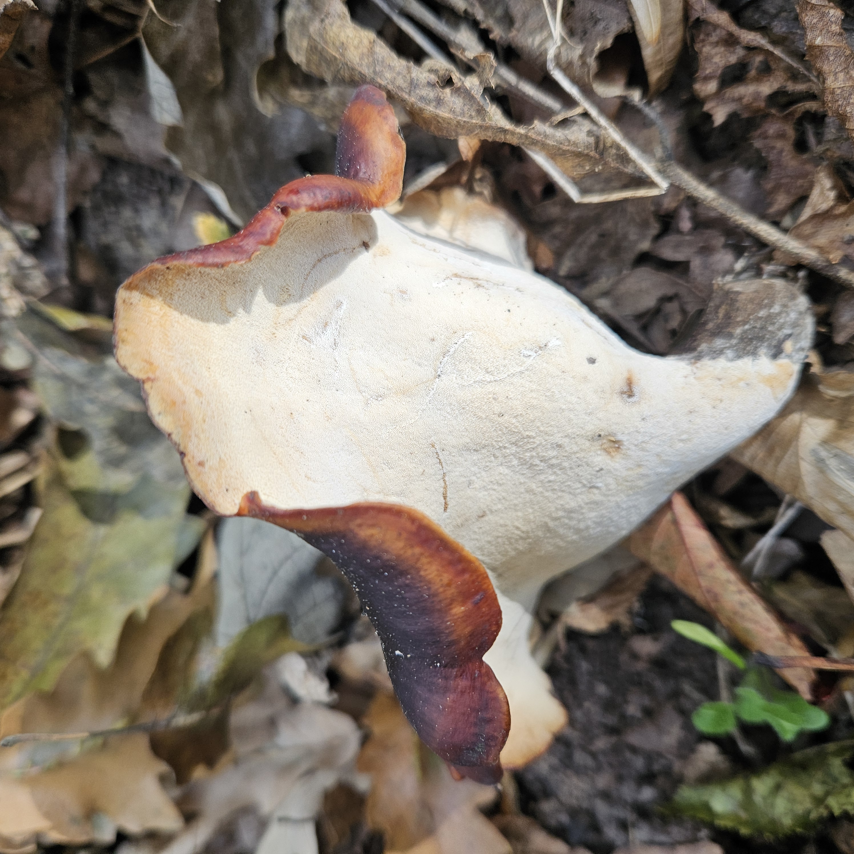 Fényes likacsosgomba