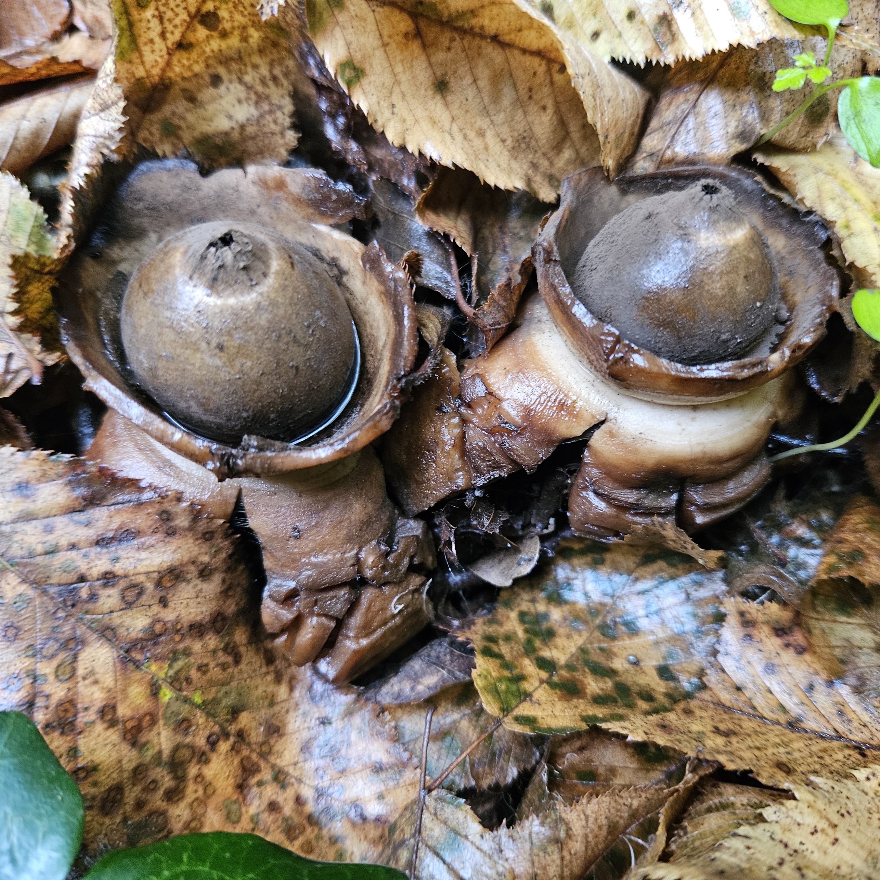 Közönséges csillaggomba
