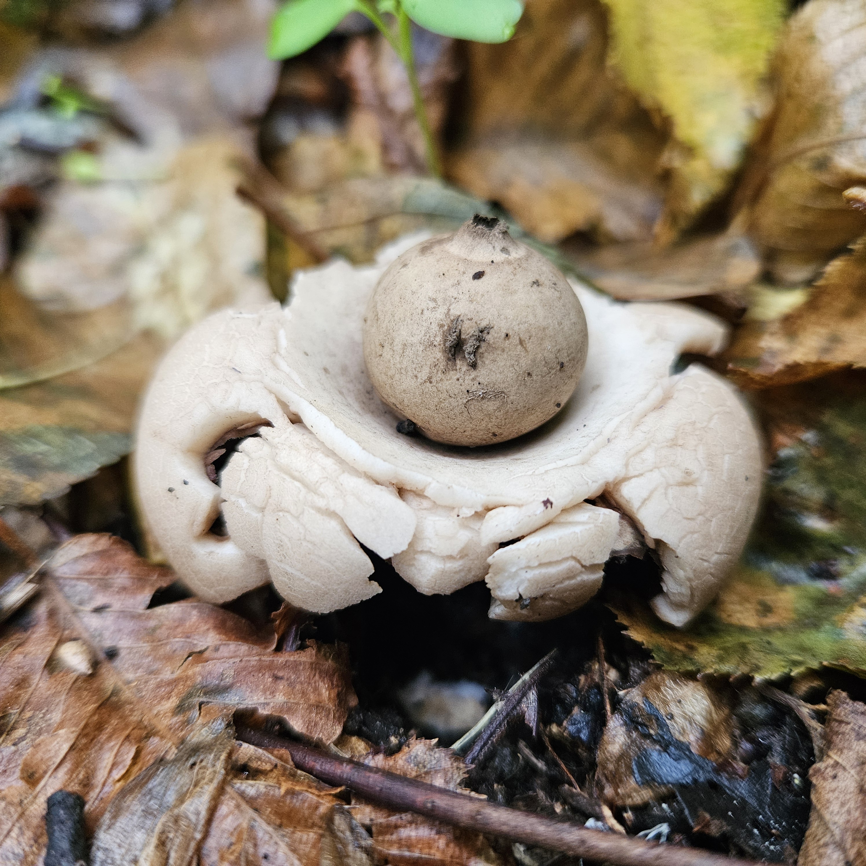 Közönséges csillaggomba