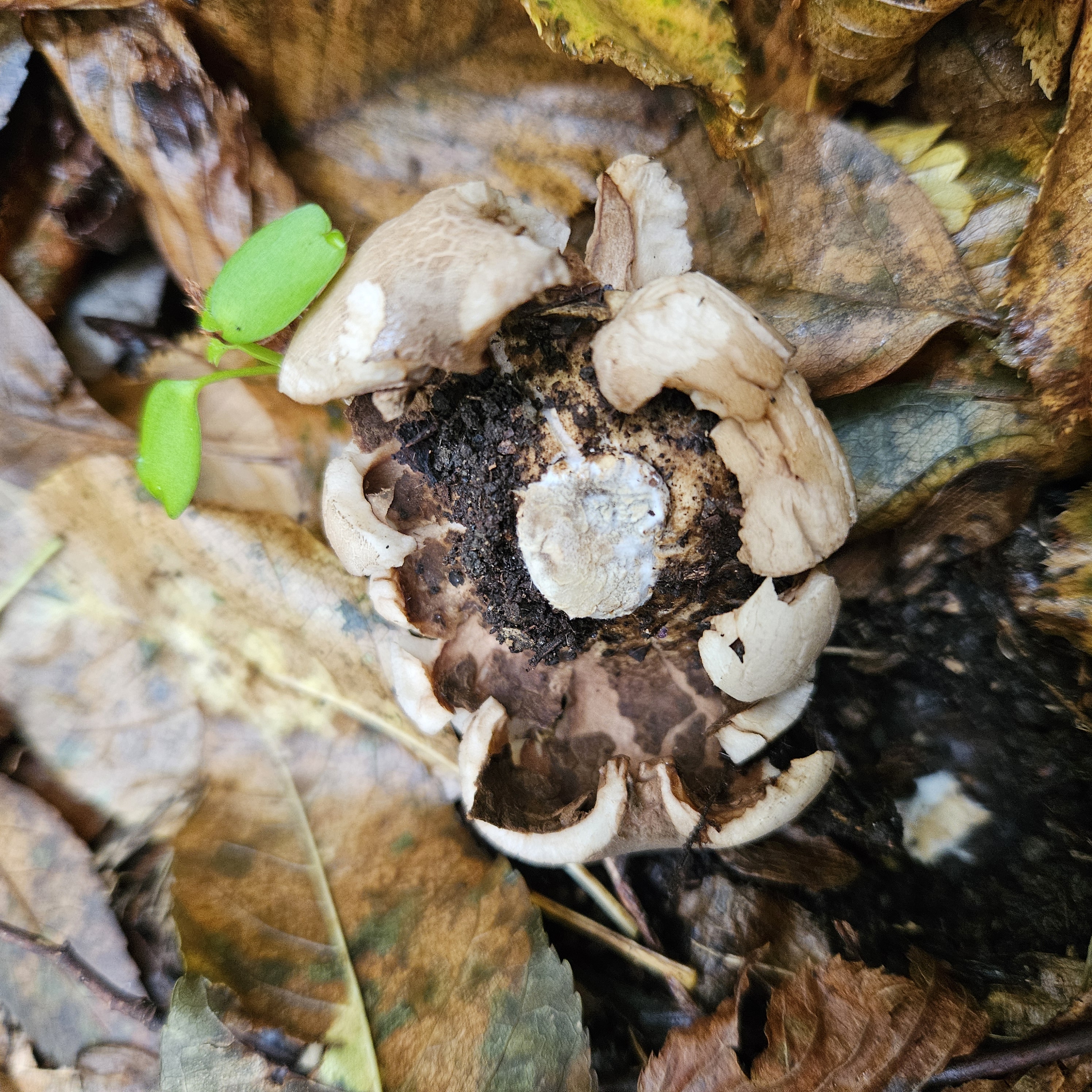 Közönséges csillaggomba