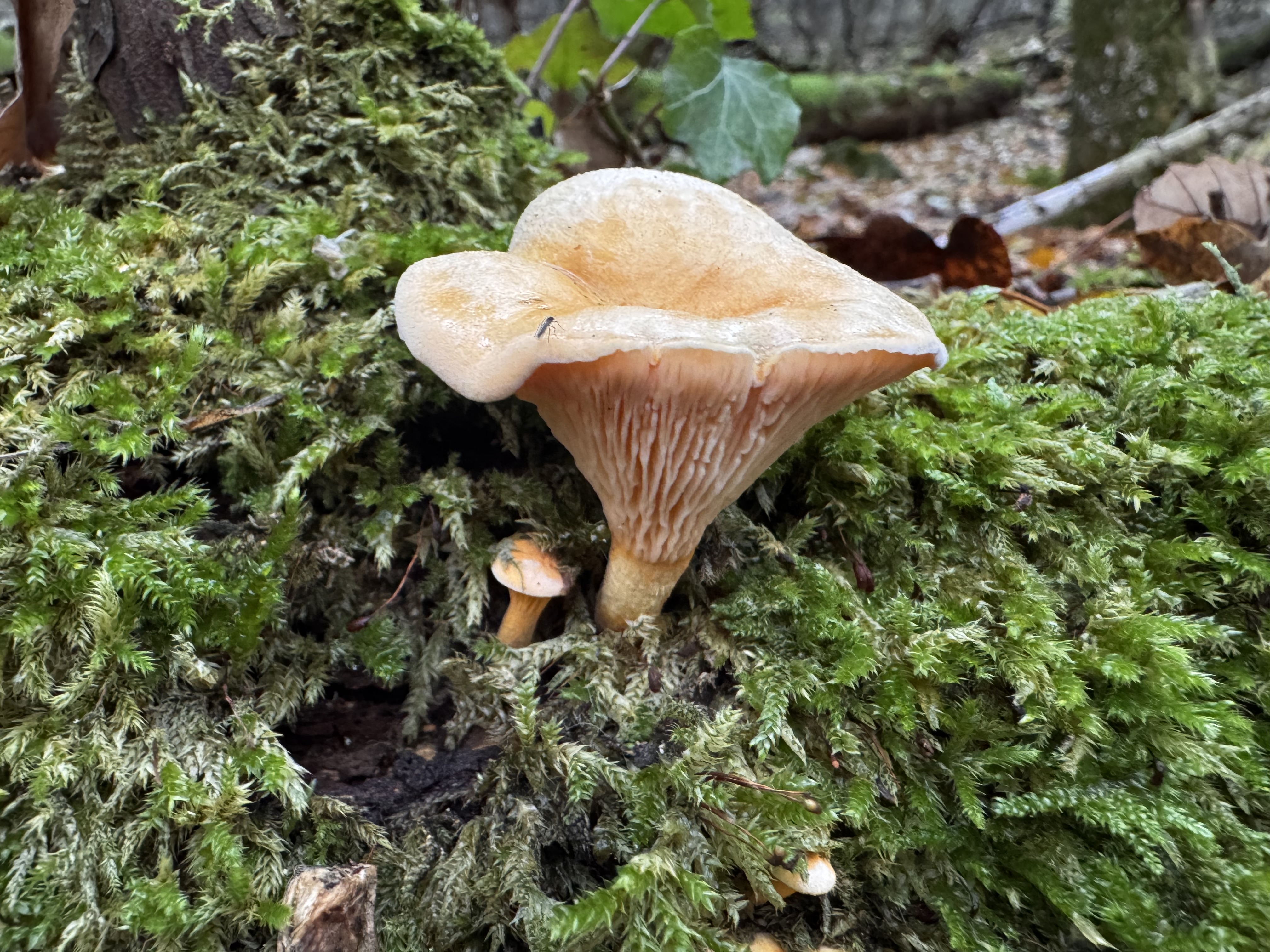Narancsvörös álrókagomba