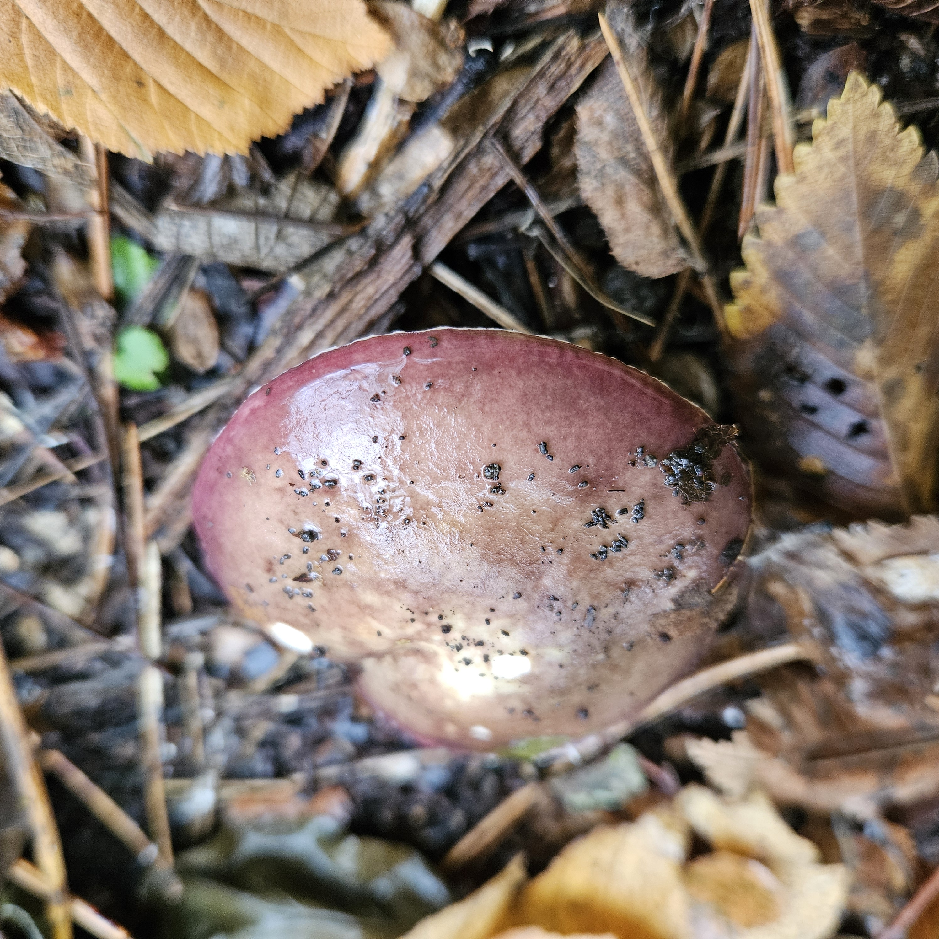 Lucfenyő-galambgomba