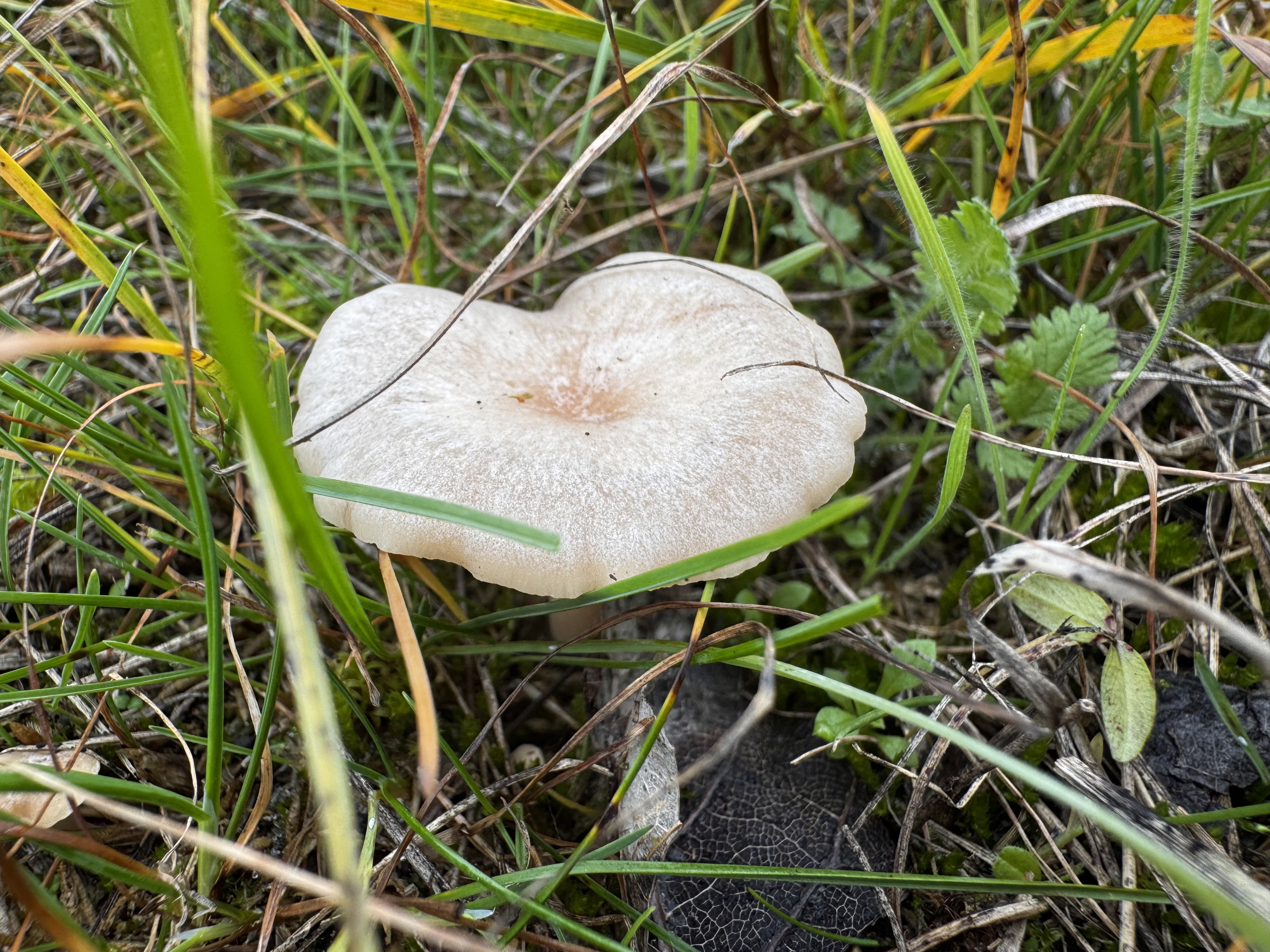 Illatos tölcsérgomba