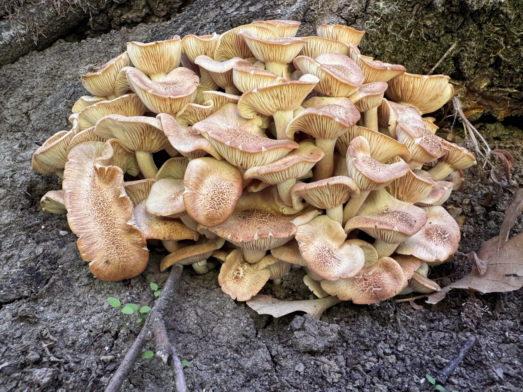 Csoportos tuskógomba