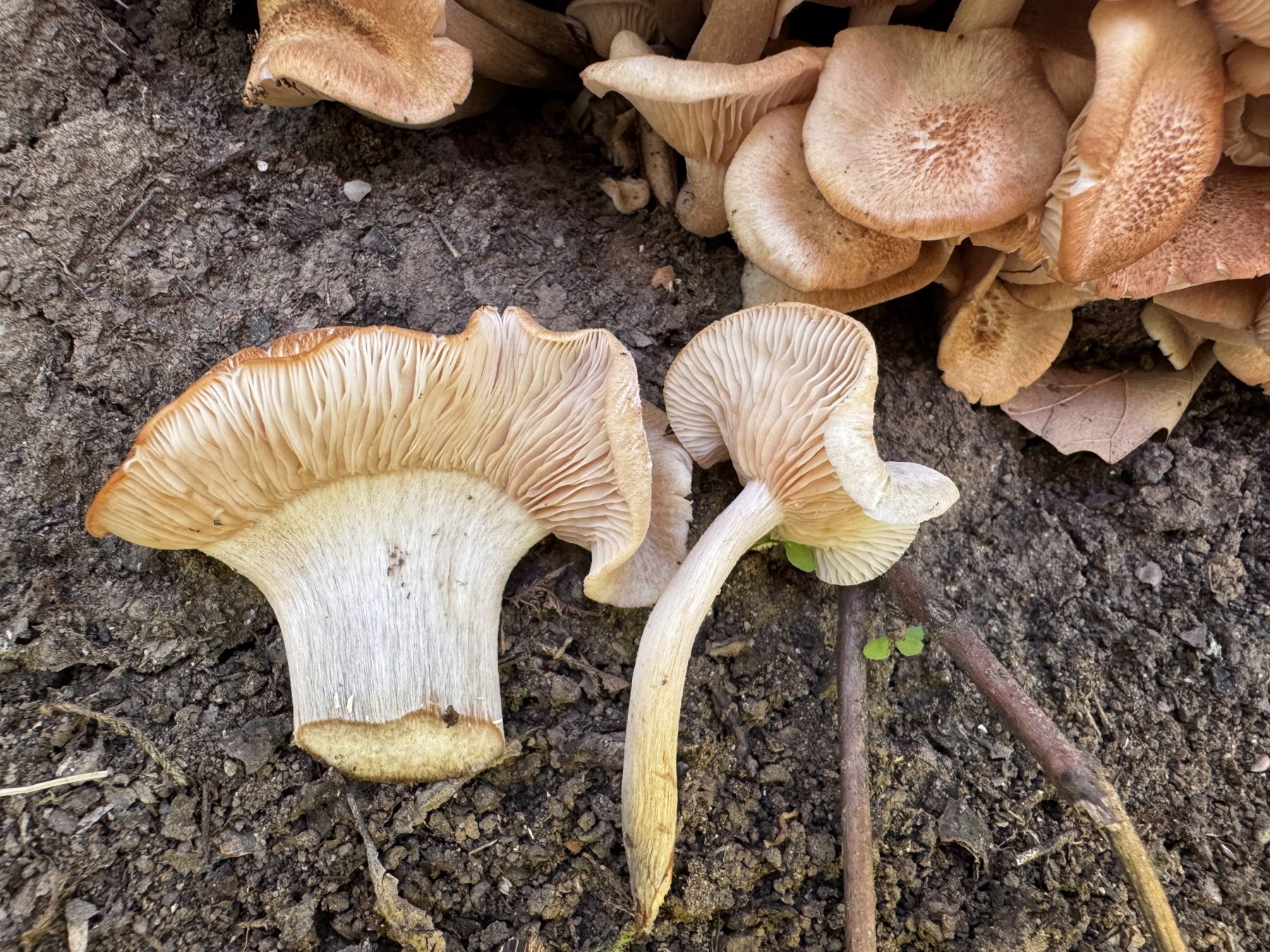 Csoportos tuskógomba