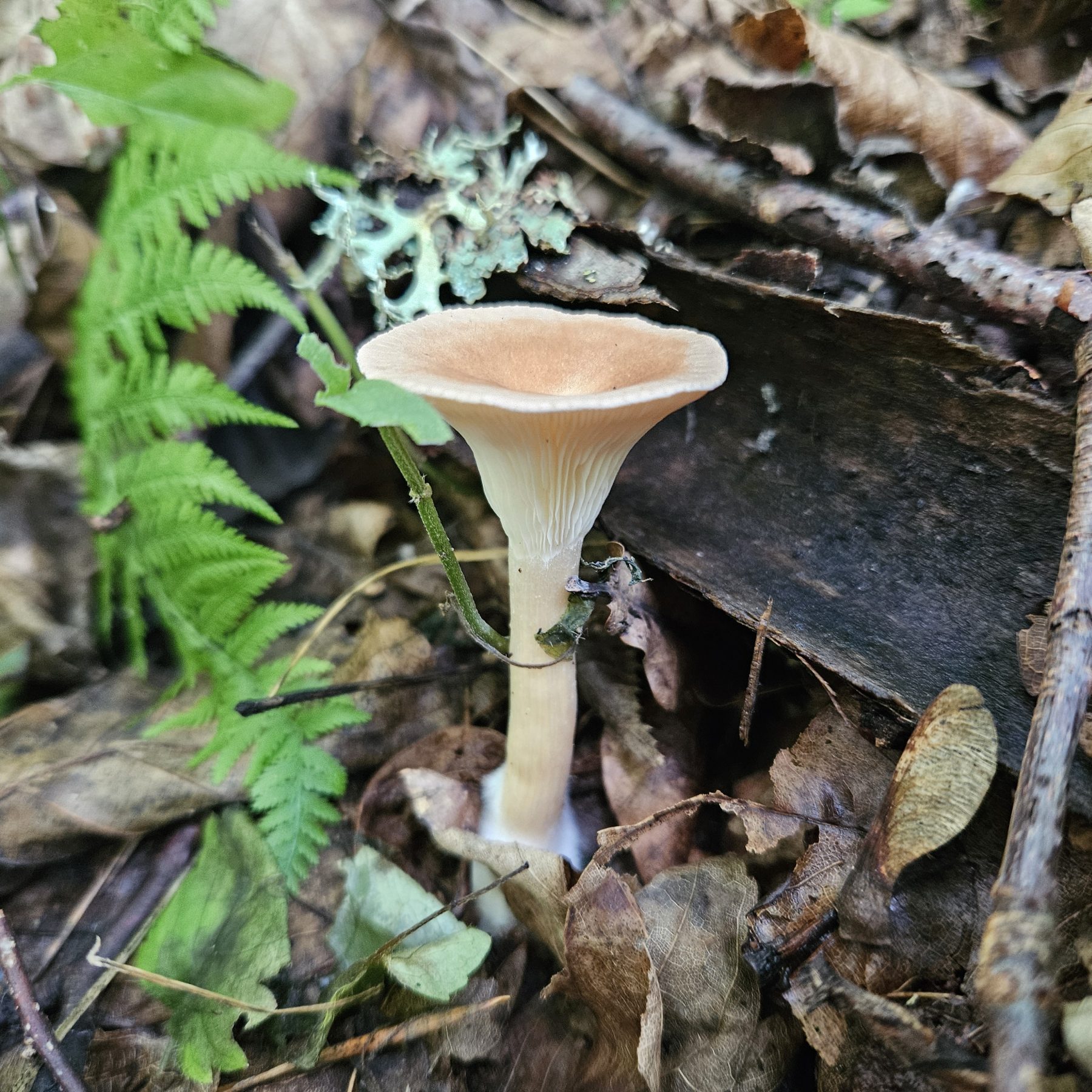Sereges tölcsérgomba