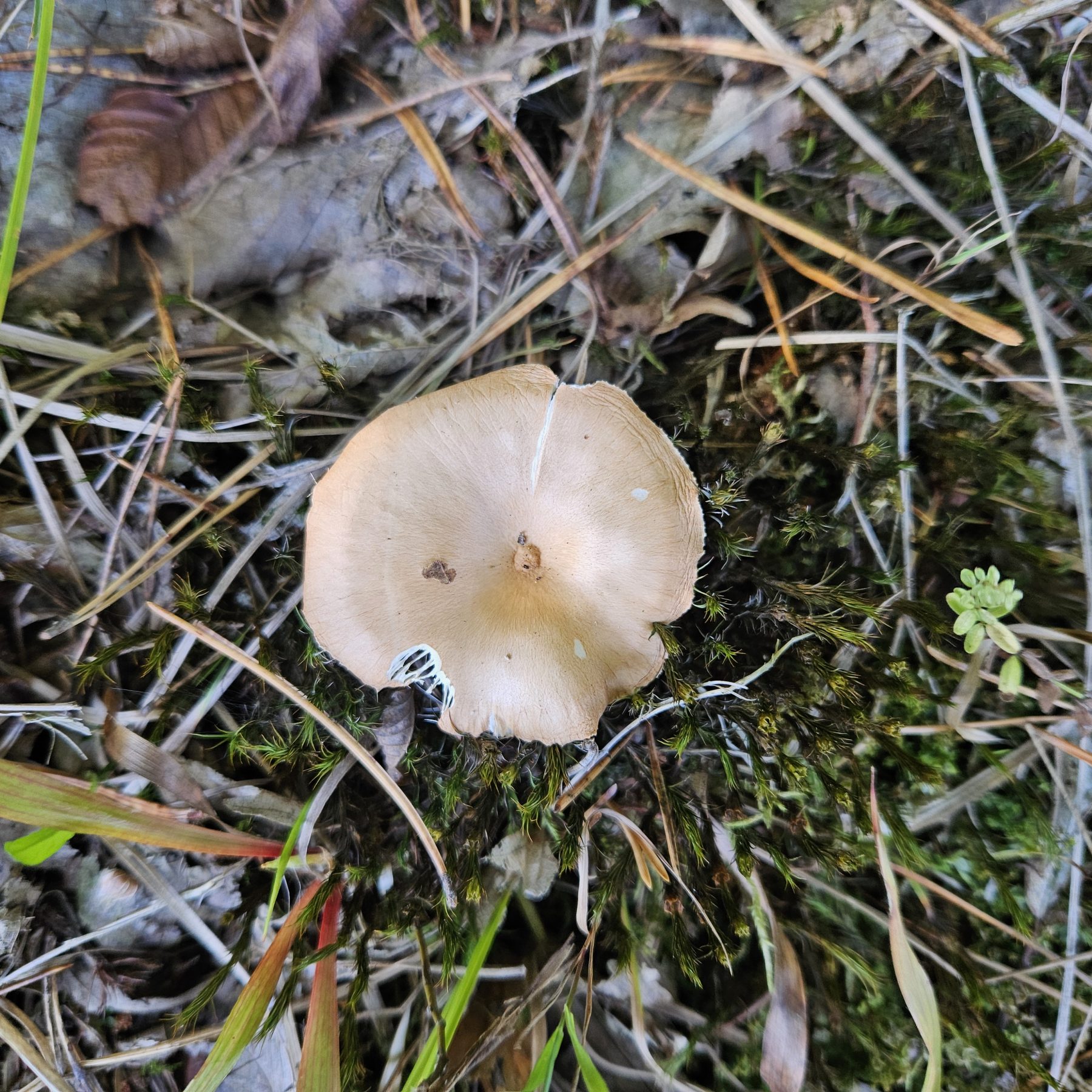 Sereges tölcsérgomba