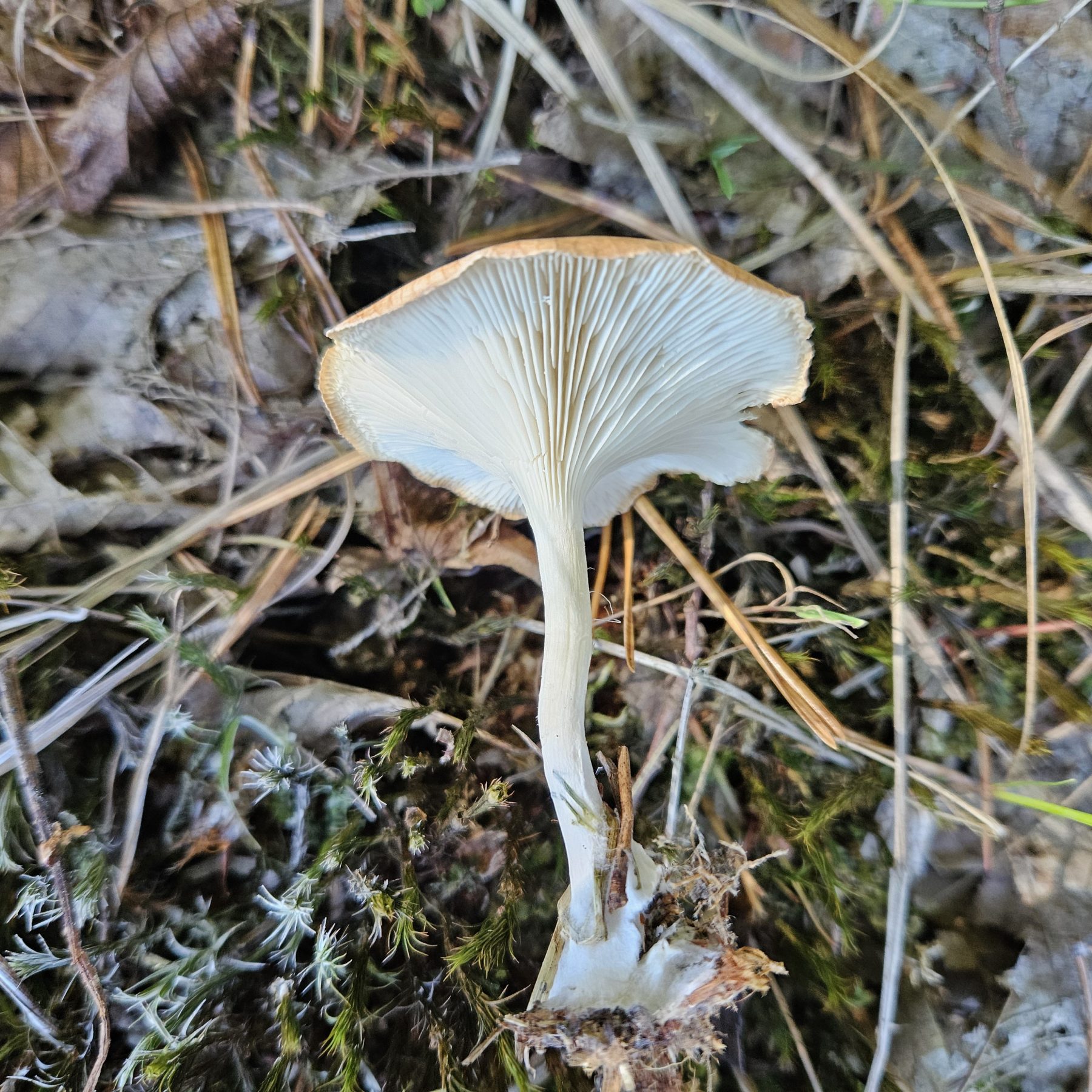 Sereges tölcsérgomba