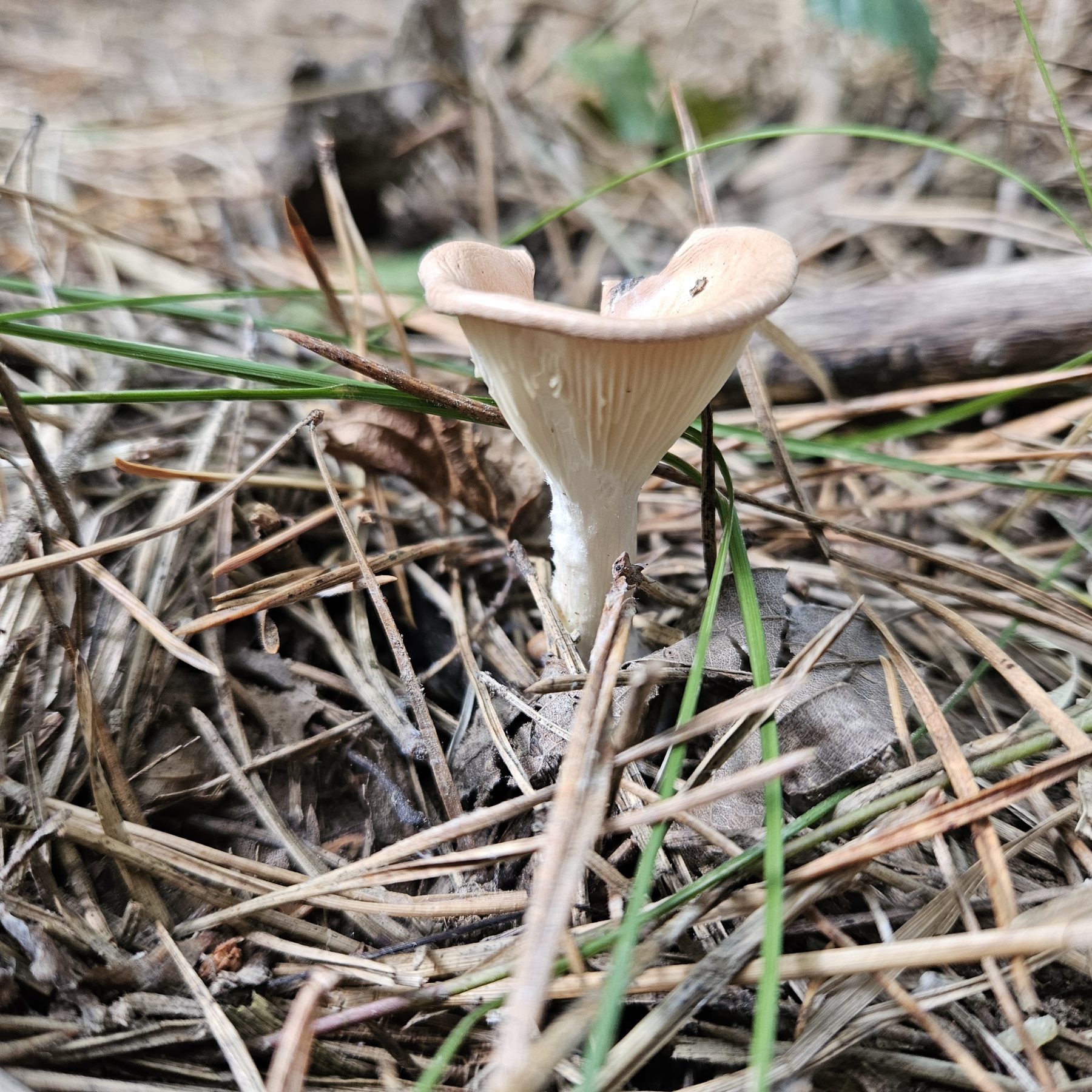 Sereges tölcsérgomba