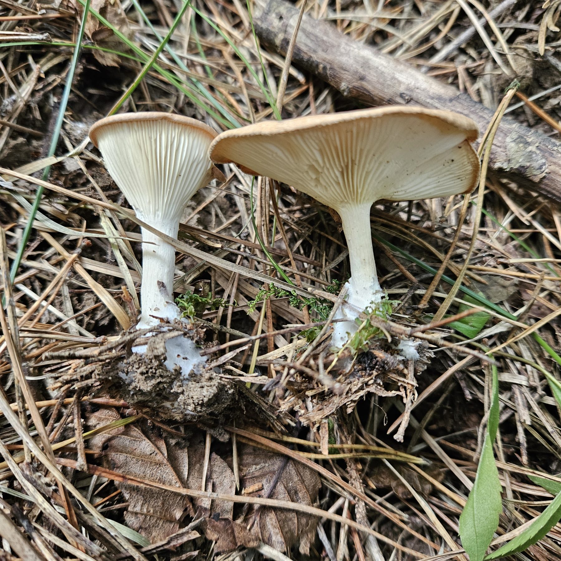 Sereges tölcsérgomba