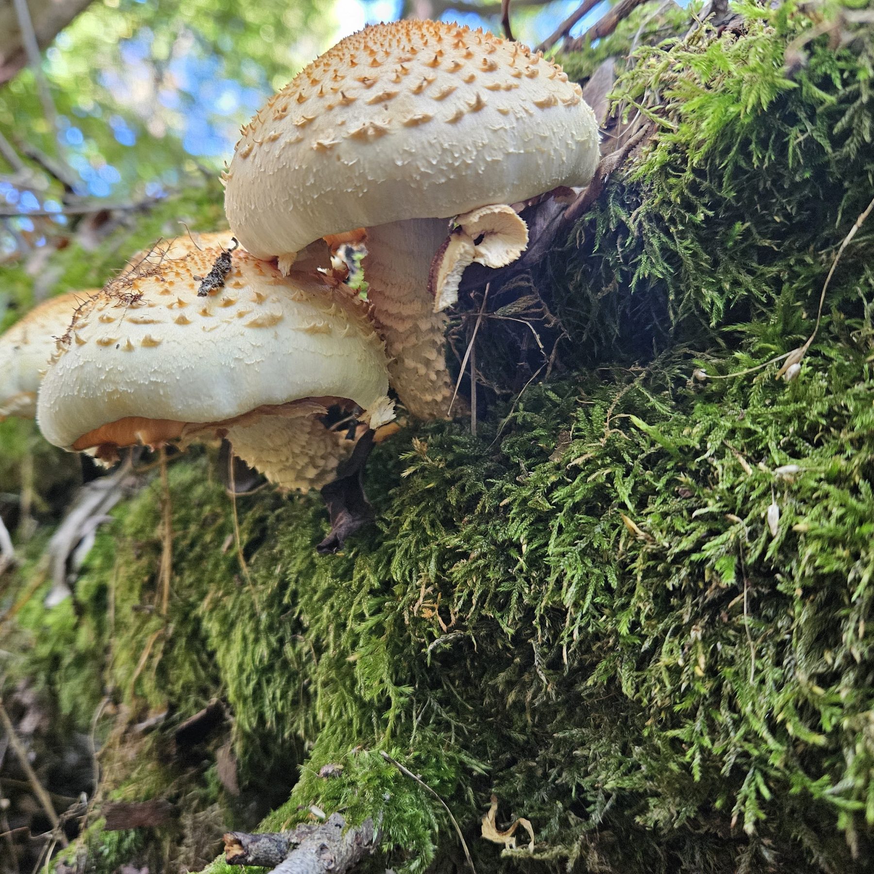 Fakópikkelyes tőkegomba