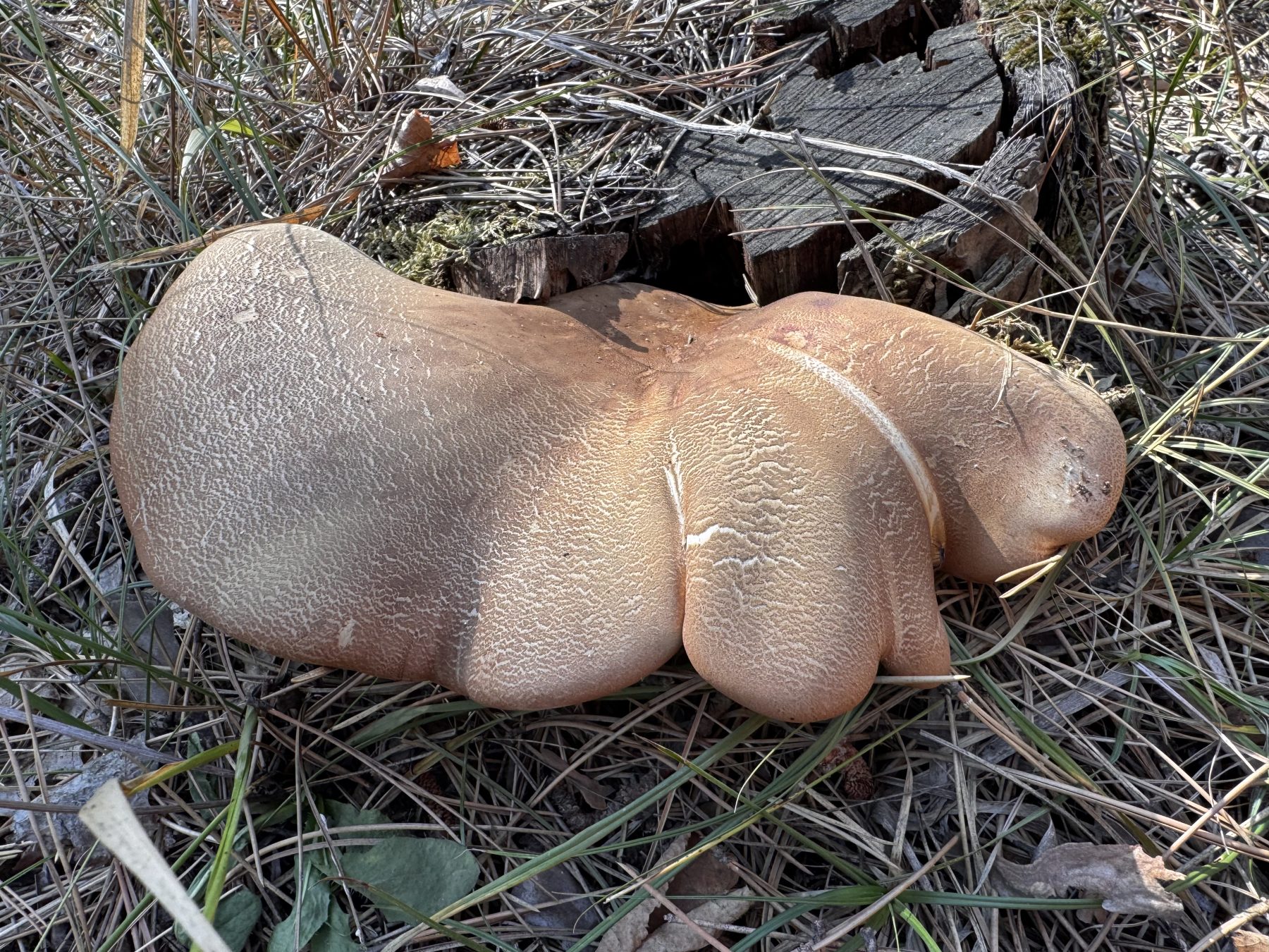 Bársonyostönkű cölöpgomba
