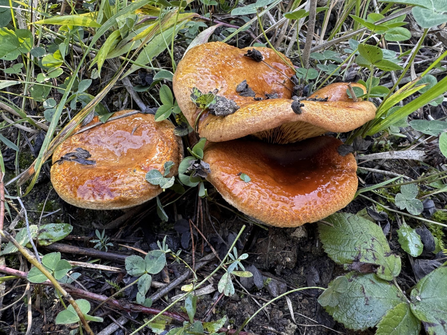 Éger cölöpgomba