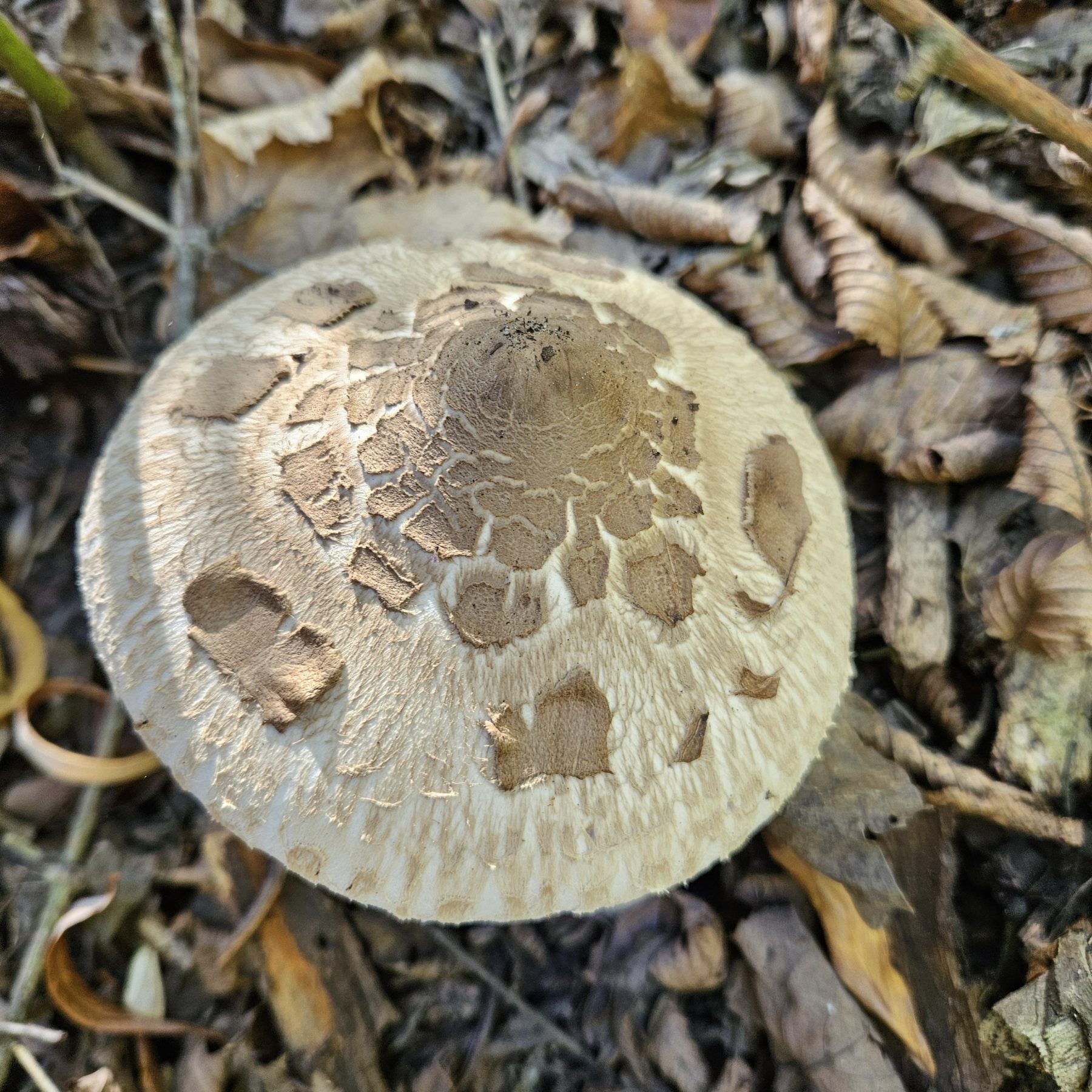Nagy őzlábgomba