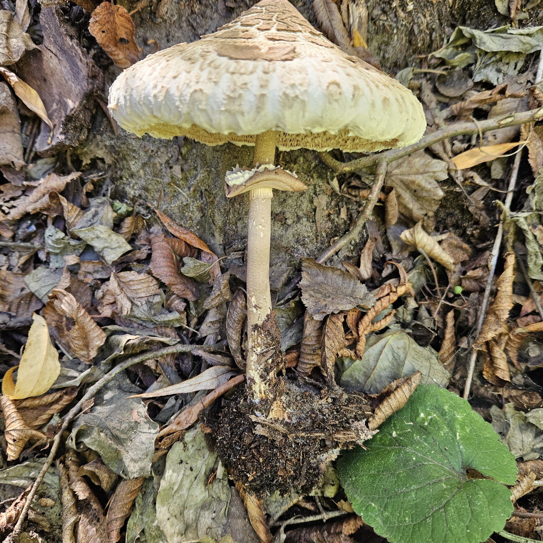 Nagy őzlábgomba