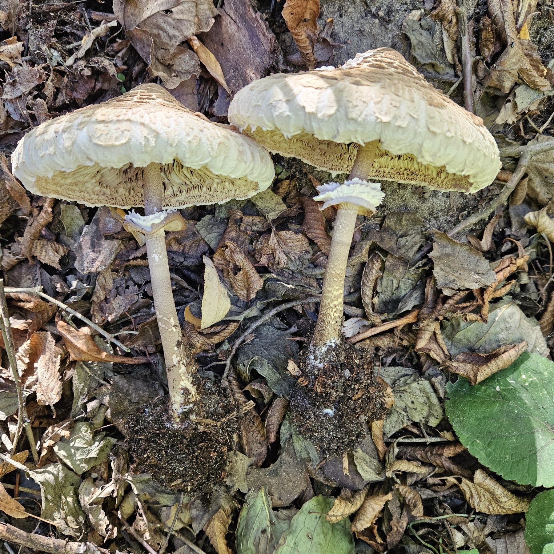 Nagy őzlábgomba